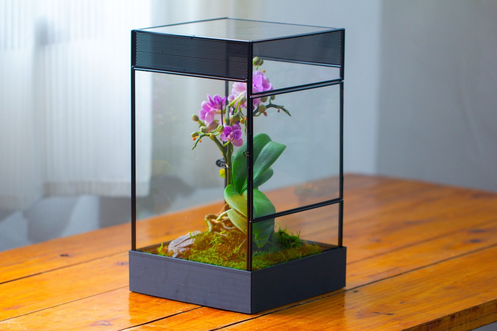 8x8x12 inches Large Handmade Glass Geometric Terrarium with Side Vent, for large insects - NCYPgarden
