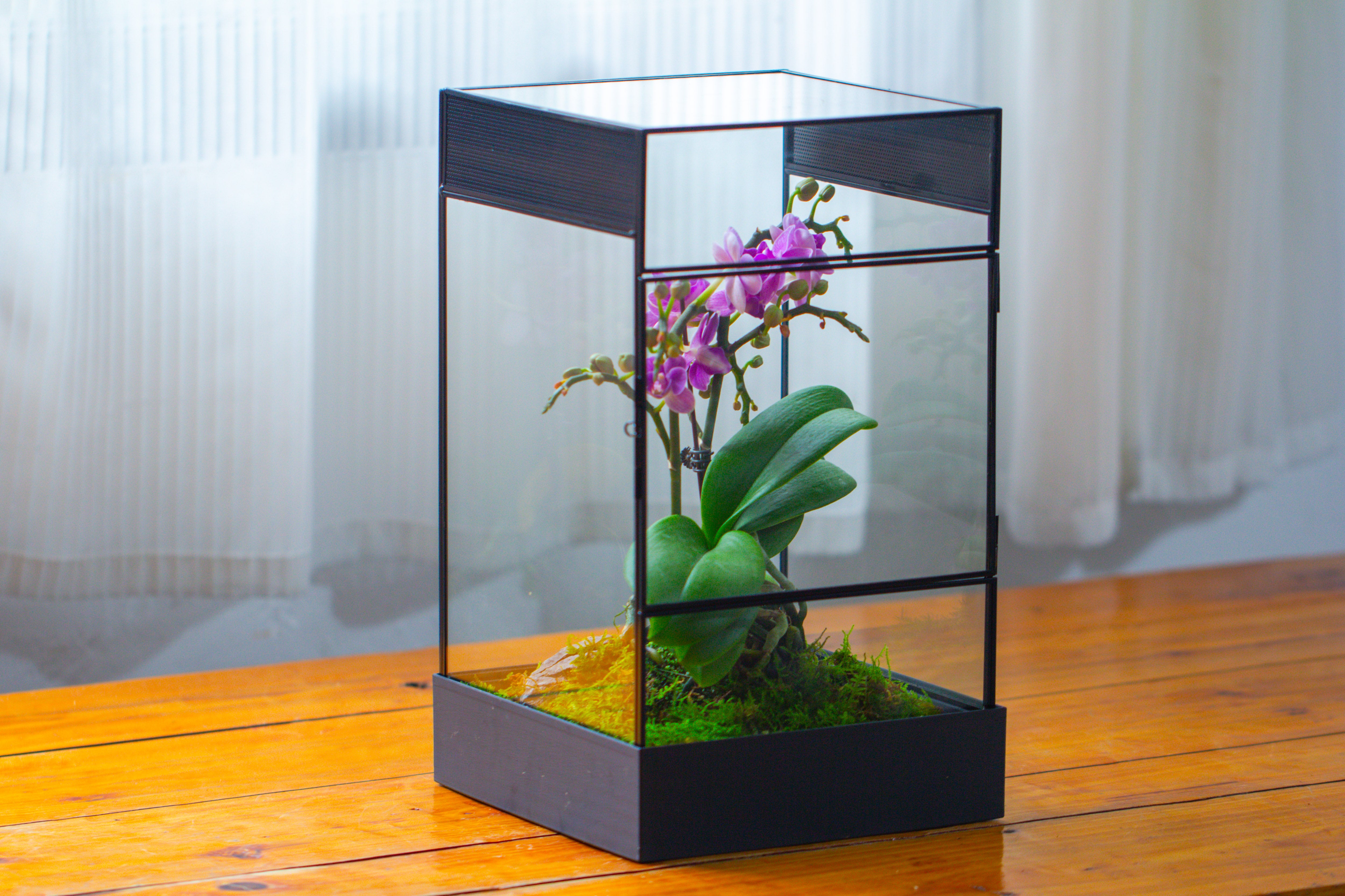 8x8x12 inches Large Handmade Glass Geometric Terrarium with Side Vent, for large insects - NCYPgarden