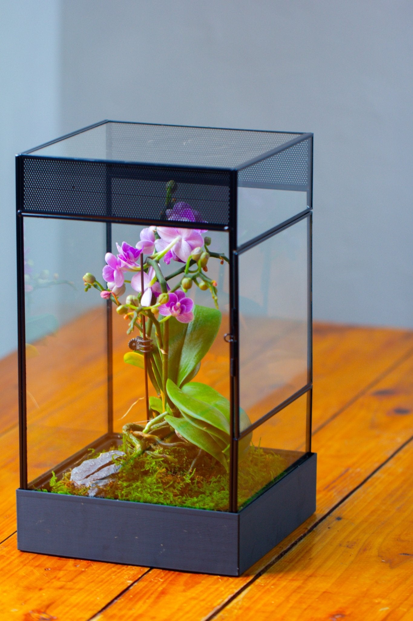 8x8x12 inches Large Handmade Glass Geometric Terrarium with Side Vent, for large insects - NCYPgarden