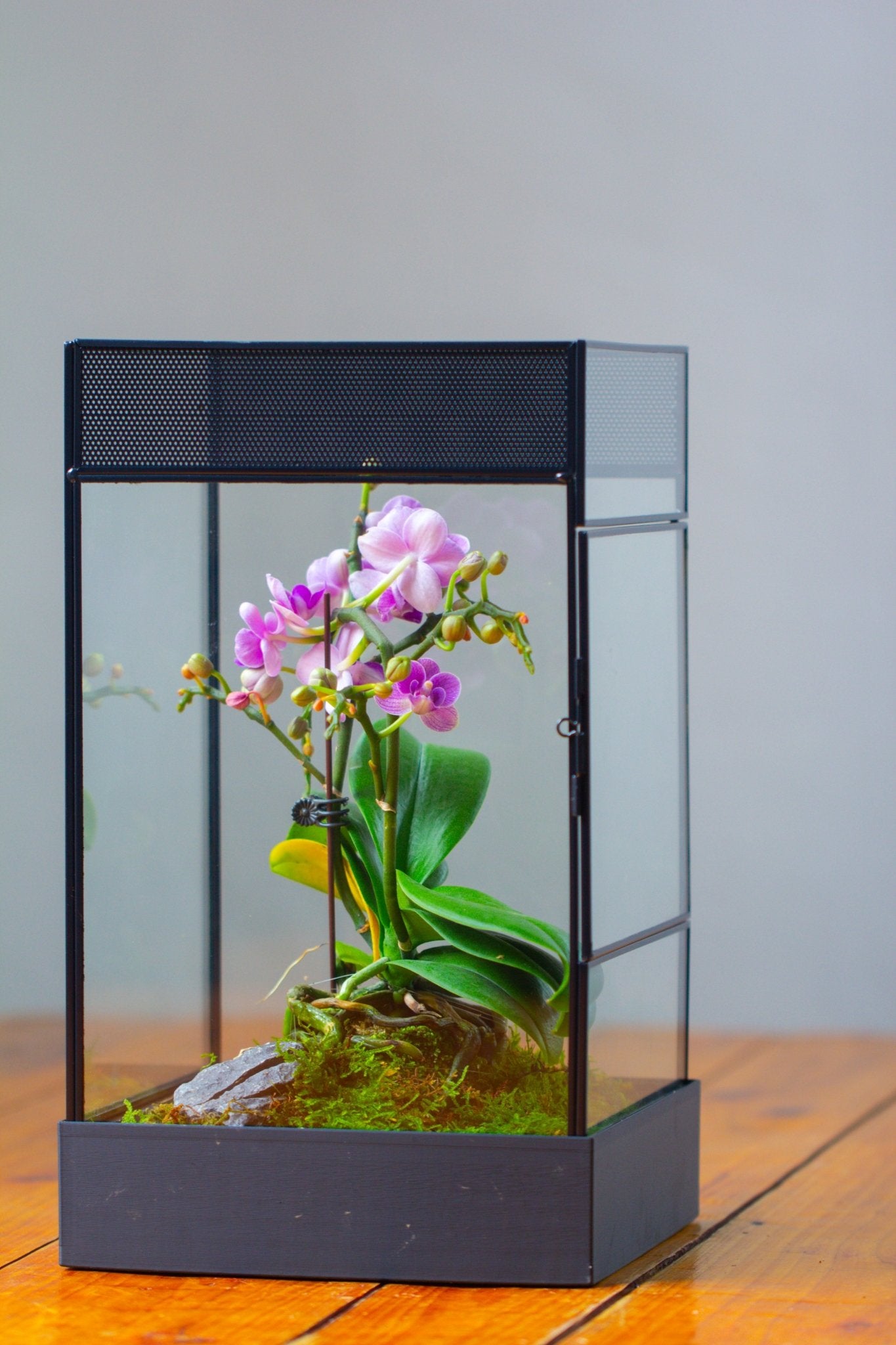 8x8x12 inches Large Handmade Glass Geometric Terrarium with Side Vent, for large insects - NCYPgarden