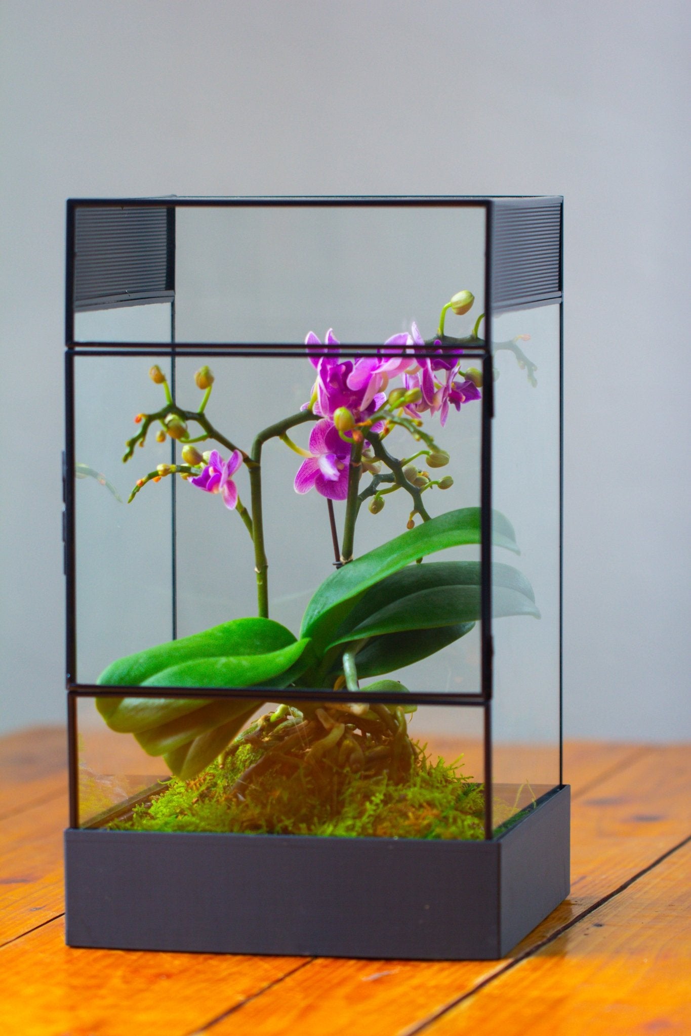 8x8x12 inches Large Handmade Glass Geometric Terrarium with Side Vent, for large insects - NCYPgarden