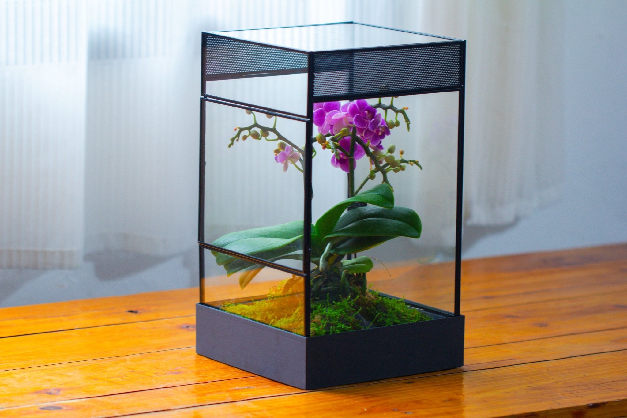 8x8x12 inches Large Handmade Glass Geometric Terrarium with Side Vent, for large insects - NCYPgarden