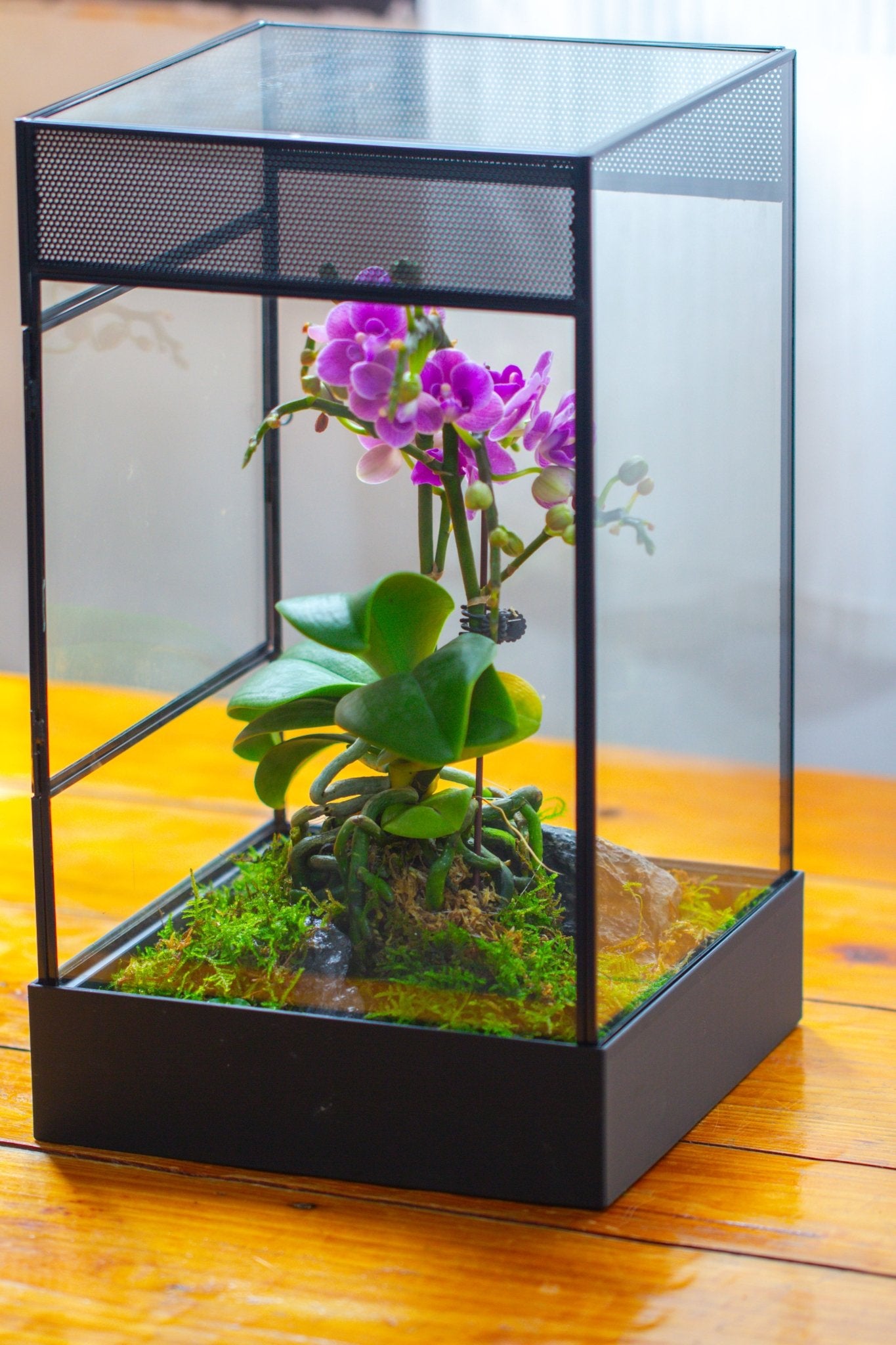 8x8x12 inches Large Handmade Glass Geometric Terrarium with Side Vent, for large insects - NCYPgarden