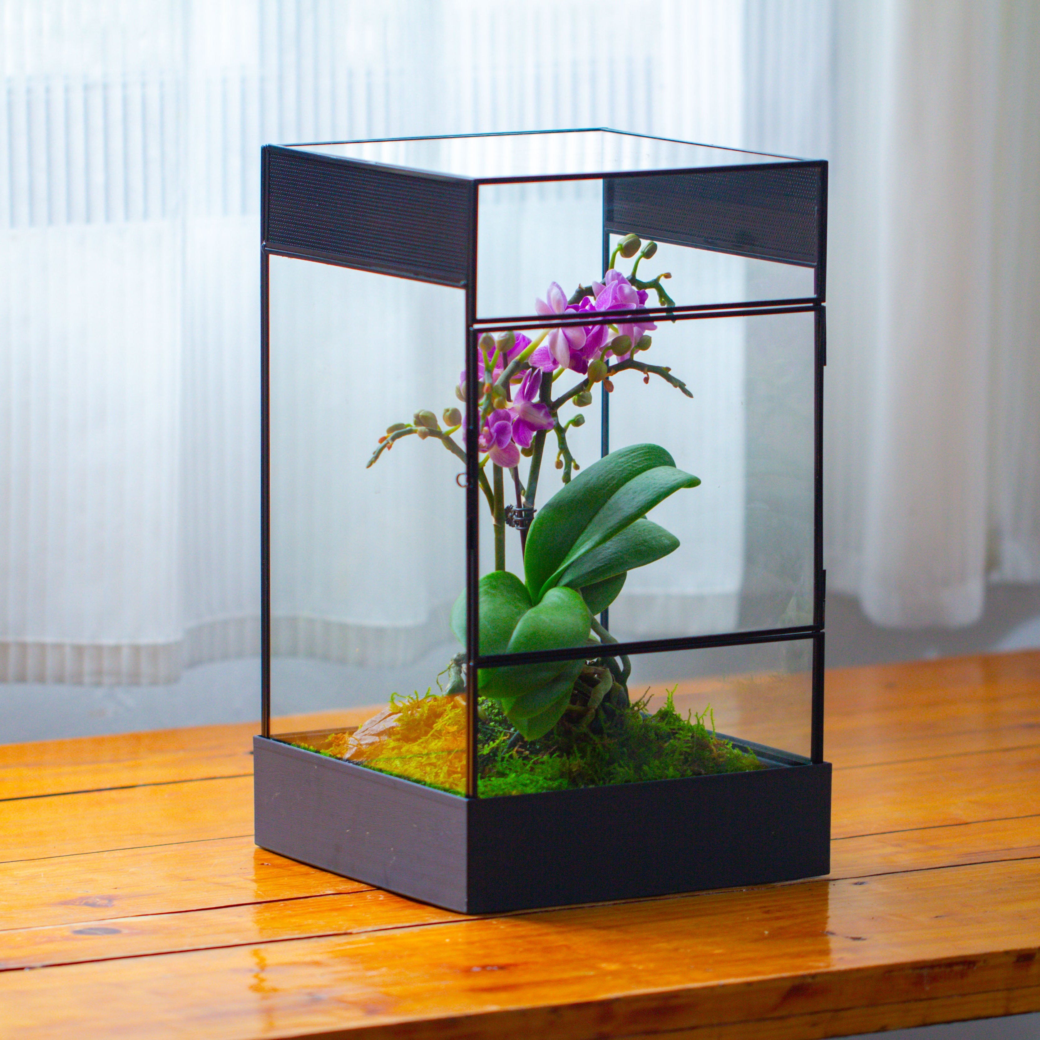 8x8x12 inches Large Handmade Glass Geometric Terrarium with Side Vent, for large insects - NCYPgarden