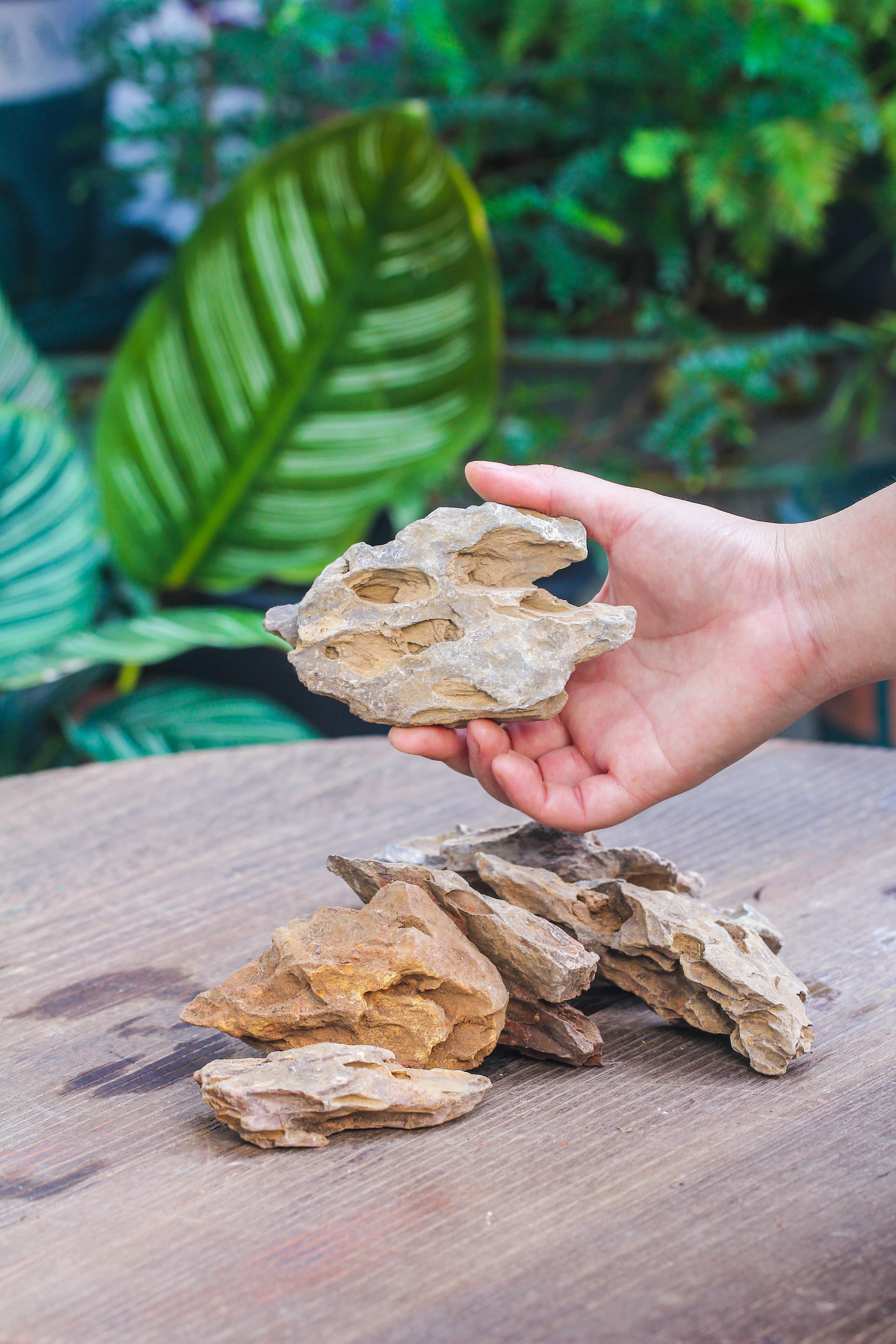 5-12cm Natural Ohko Dragon Stone Rock for Terrarium, Aquarium Bonsai Landscape, 500g - NCYPgarden