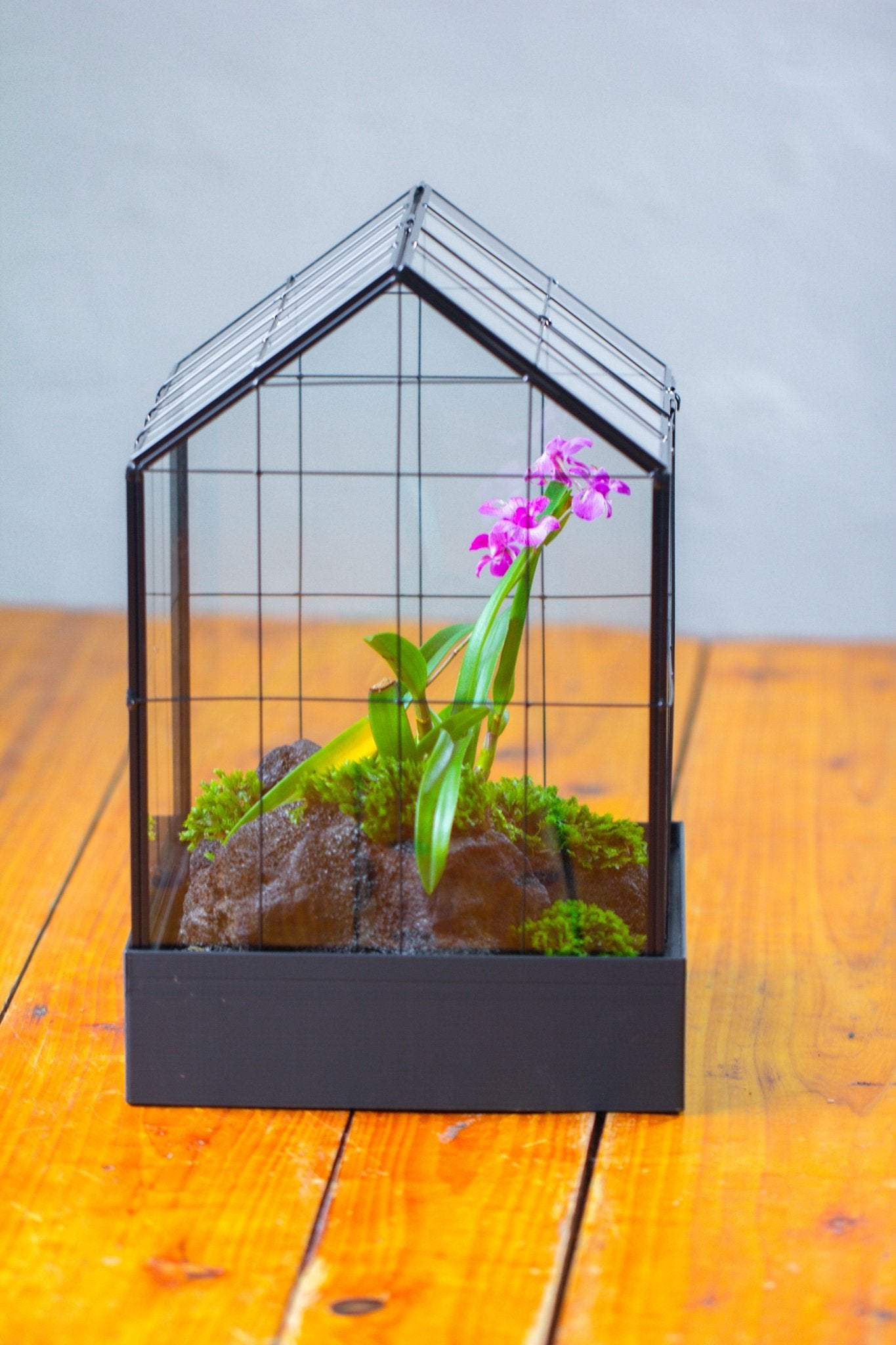 11” Vintage Greenhouse Glass Terrarium with Water - Holding Tray and Top Door - NCYPgarden