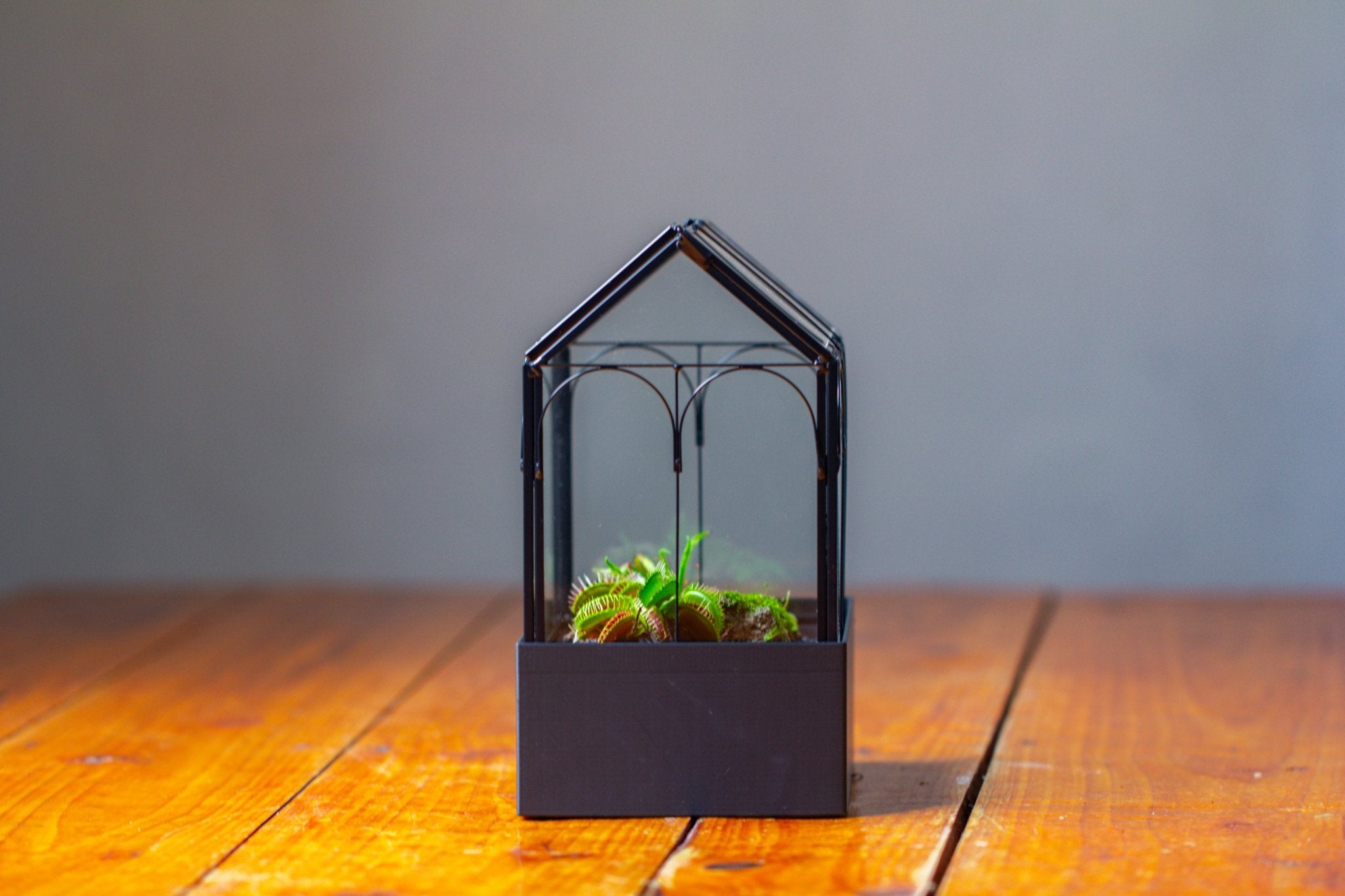 8" Vintage Greenhouse Glass Terrarium with Water - Holding Base and Top Door - NCYPgarden