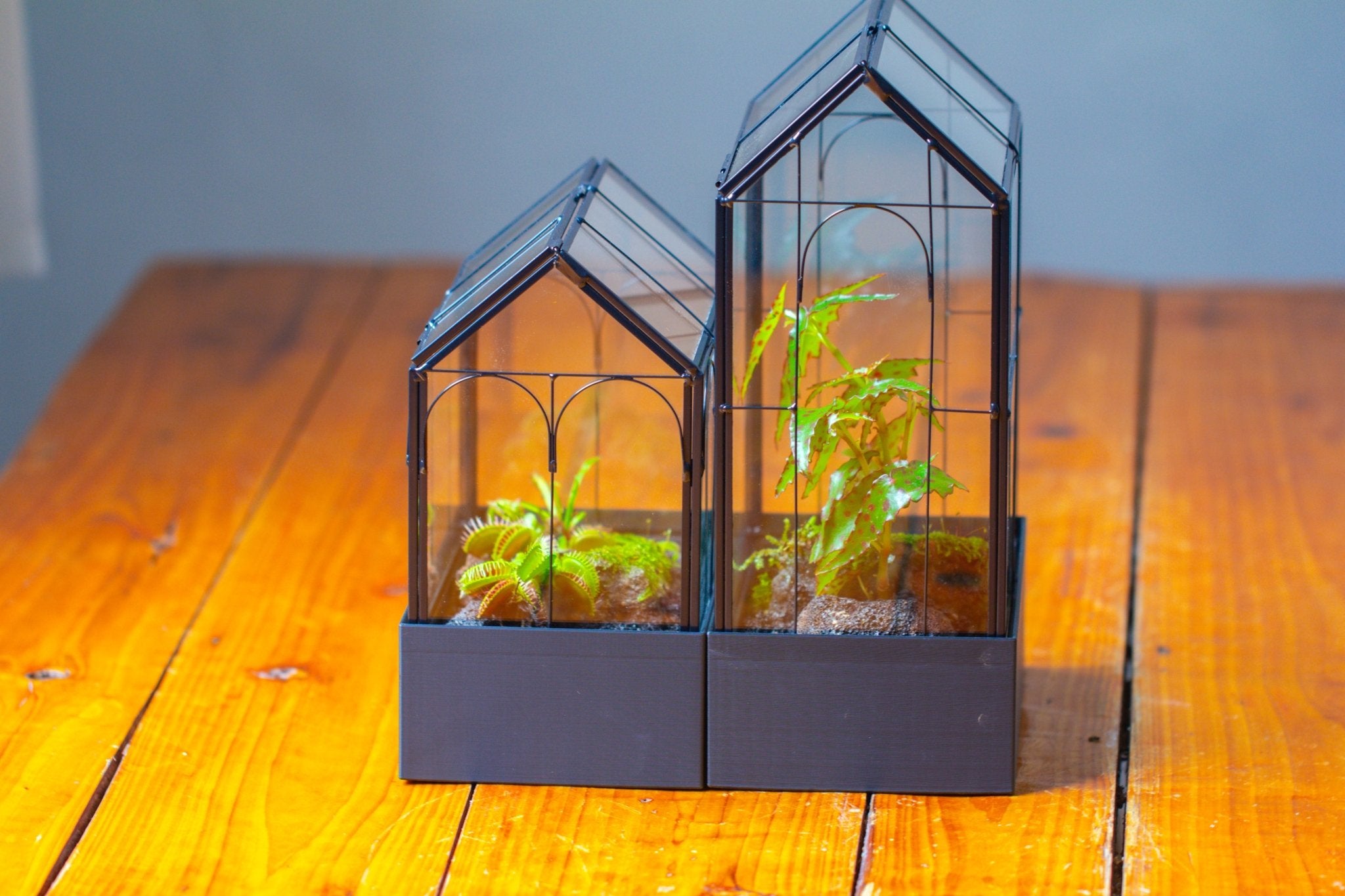 8" Vintage Greenhouse Glass Terrarium with Water - Holding Base and Top Door - NCYPgarden