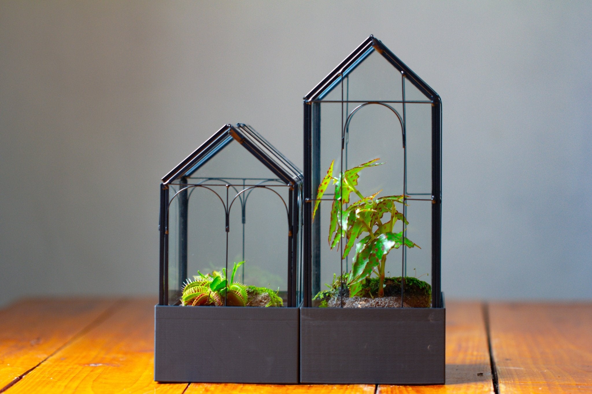 8" Vintage Greenhouse Glass Terrarium with Water - Holding Base and Top Door - NCYPgarden