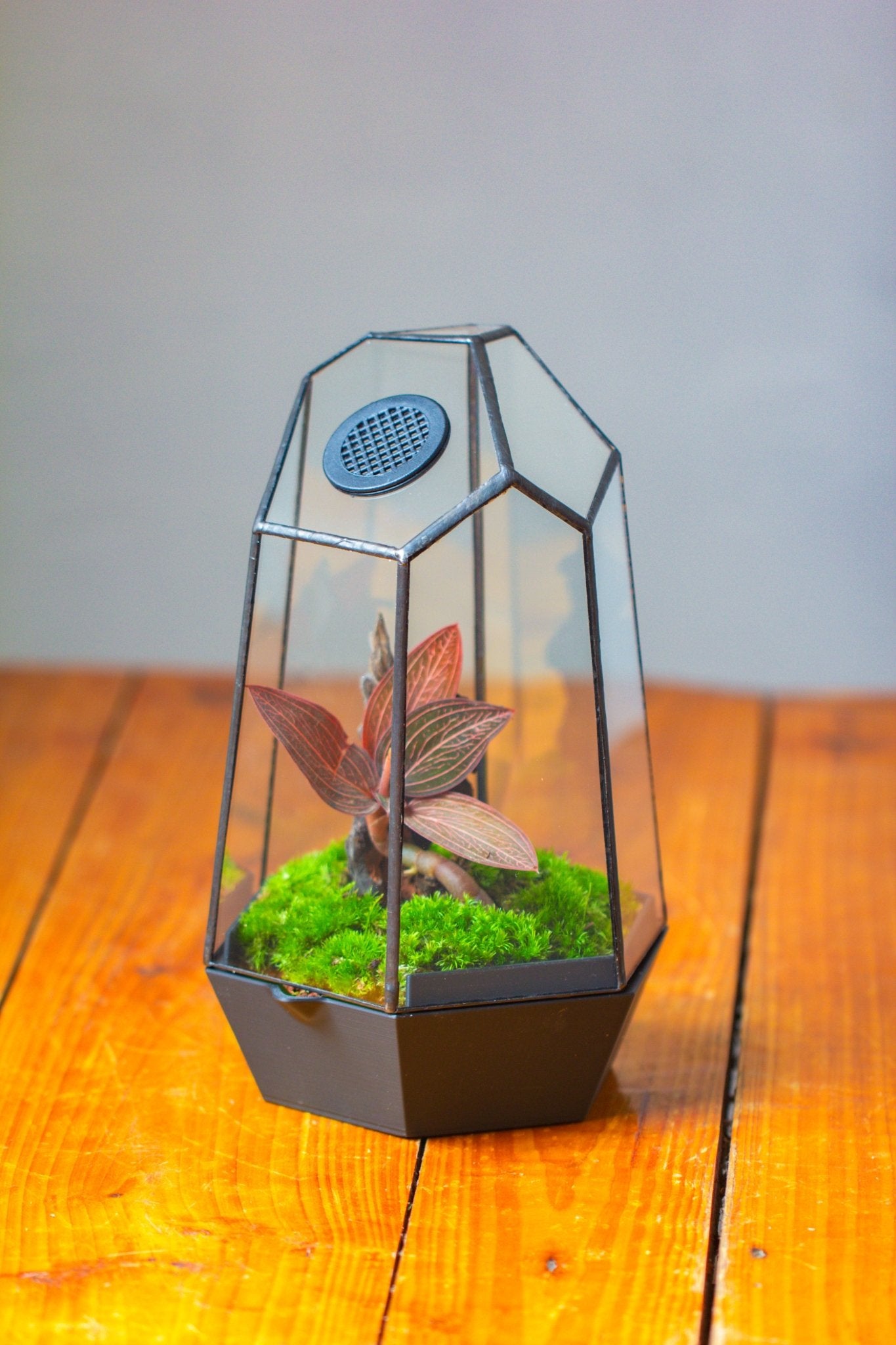 Self - Contained Close Geometric GlassTerrarium with top vent with Waterproof Base, for Moss, Sundew and Venus Flytrap - NCYPgarden
