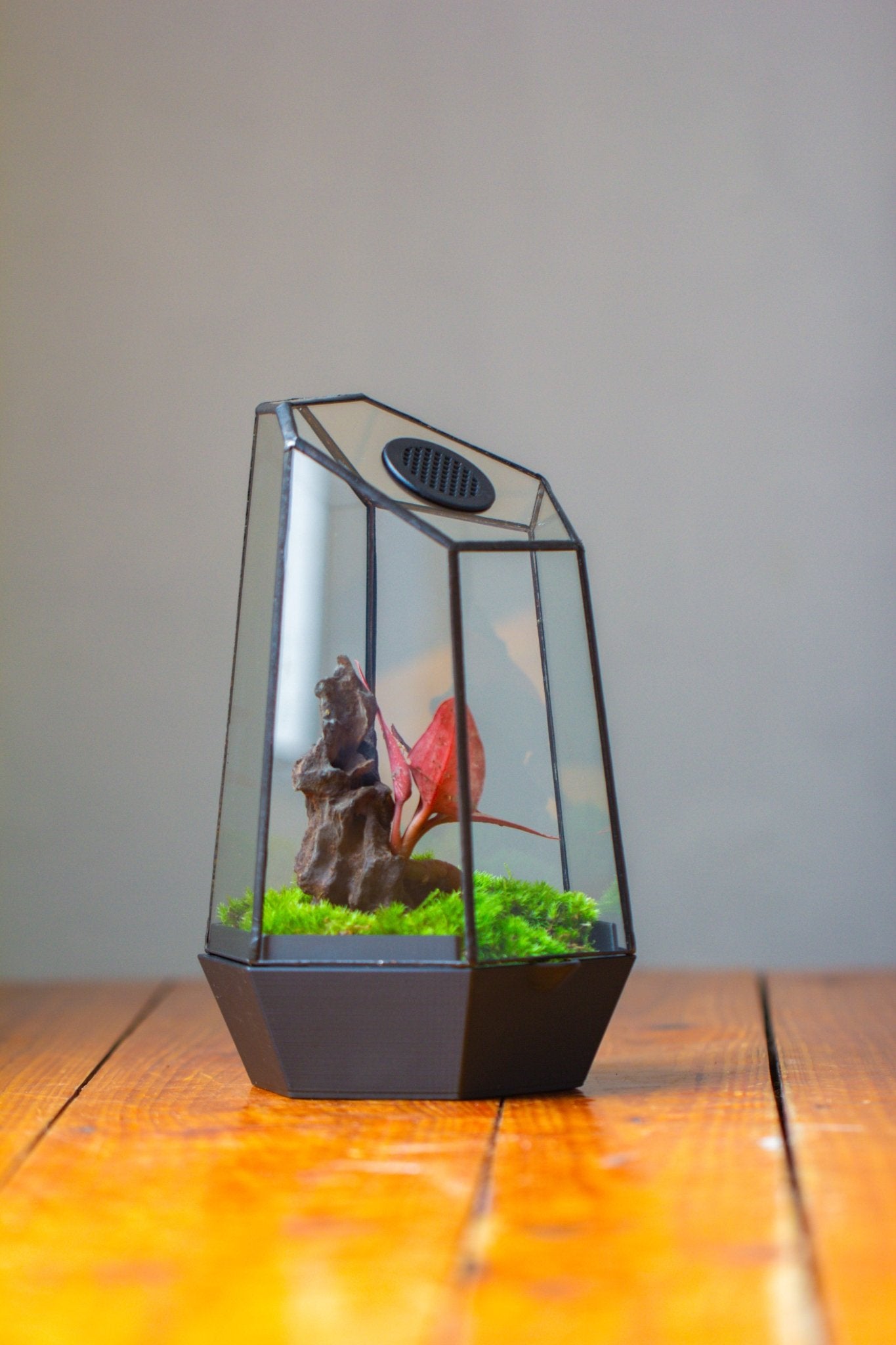 Self - Contained Close Geometric GlassTerrarium with top vent with Waterproof Base, for Moss, Sundew and Venus Flytrap - NCYPgarden