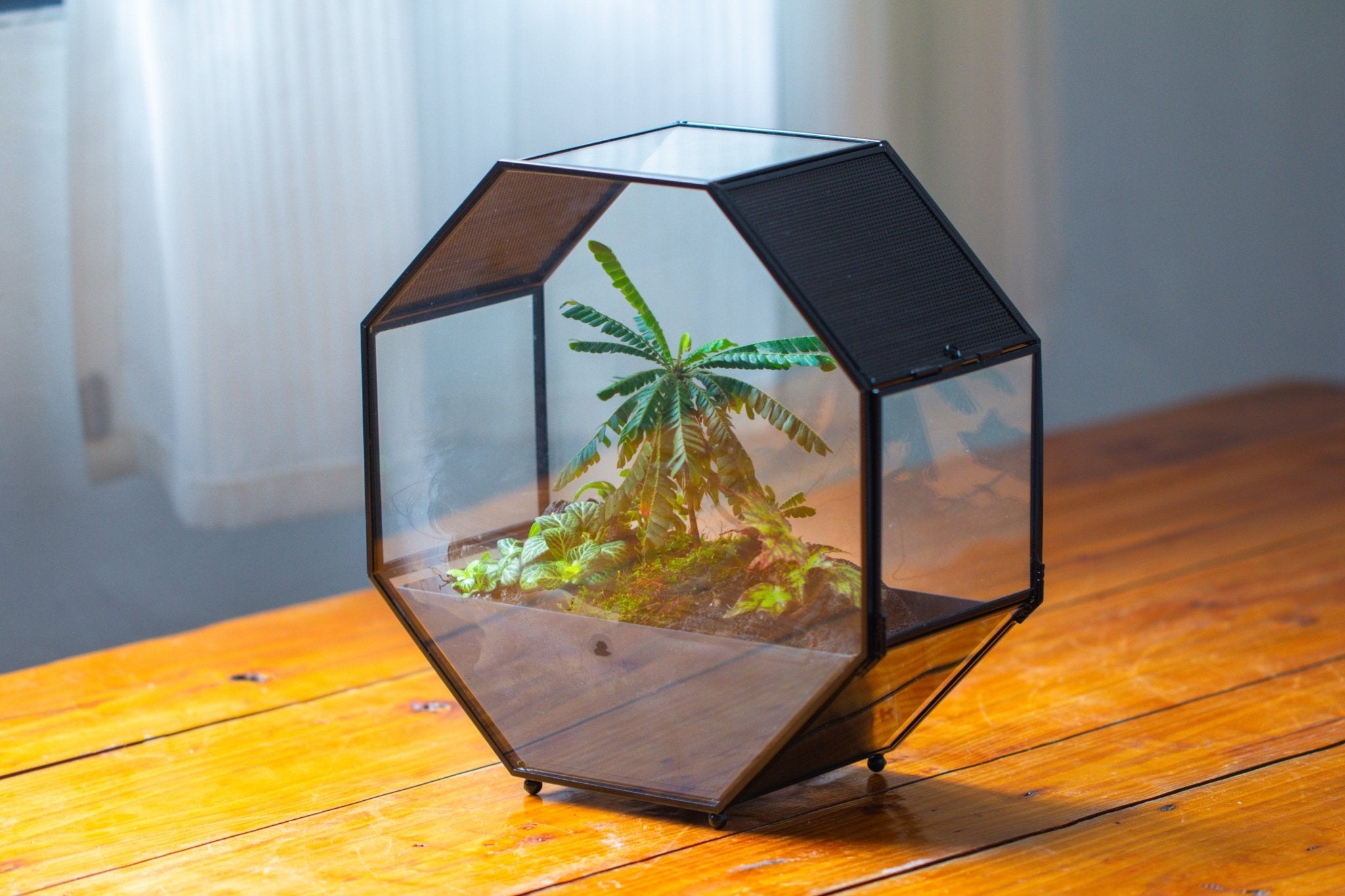 10" Octagon Glass Geometric Terrarium with Side Vent, Spider Terrarium, Jumping Spider/Snail Terrarium, Jumping Spider Enclosure - NCYPgarden