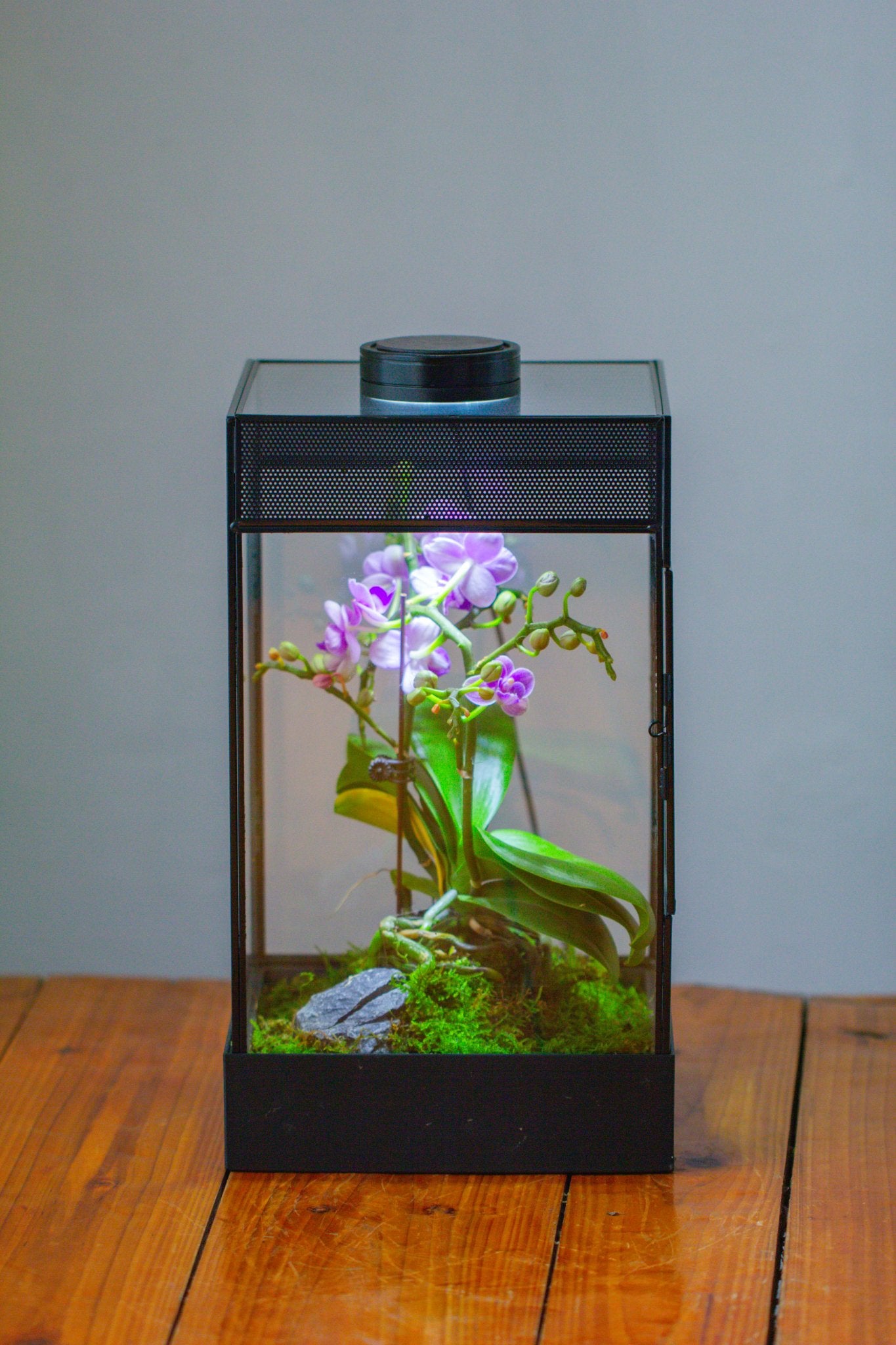8x8x12 inches Large Handmade Glass Geometric Terrarium with Side Vent, for large insects - NCYPgarden