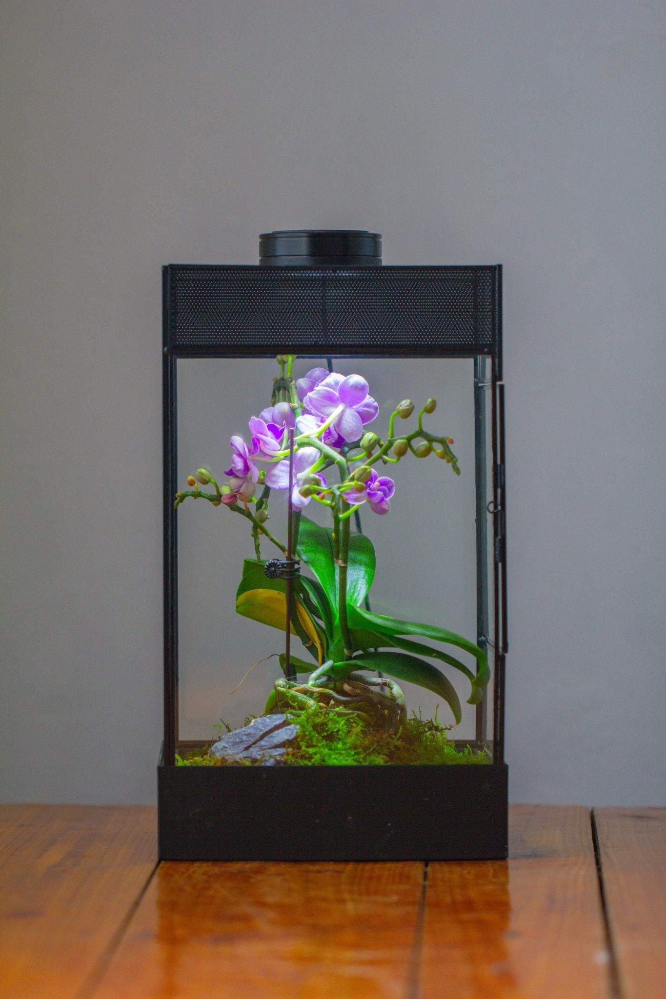 8x8x12 inches Large Handmade Glass Geometric Terrarium with Side Vent, for large insects - NCYPgarden