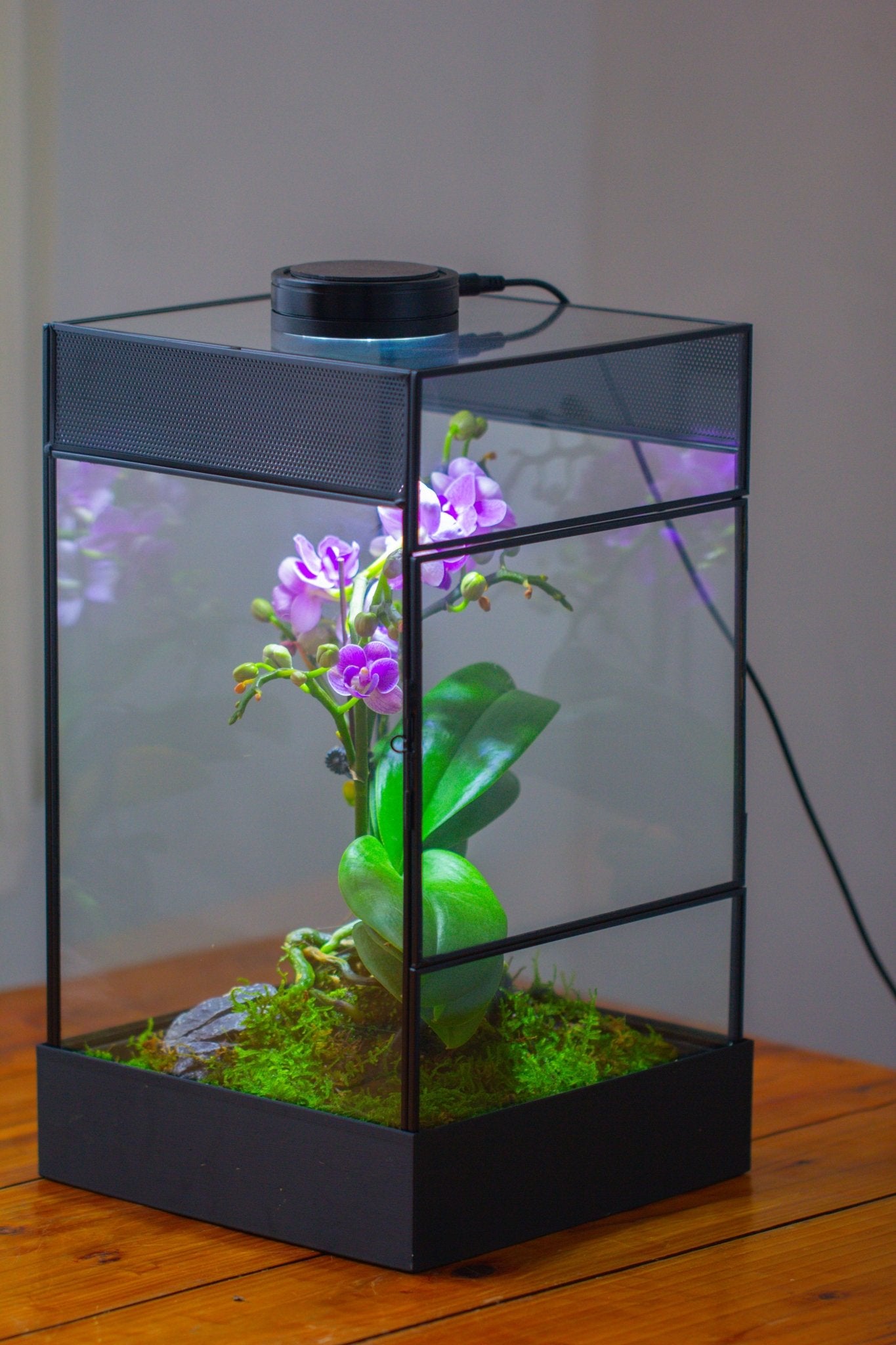 8x8x12 inches Large Handmade Glass Geometric Terrarium with Side Vent, for large insects - NCYPgarden