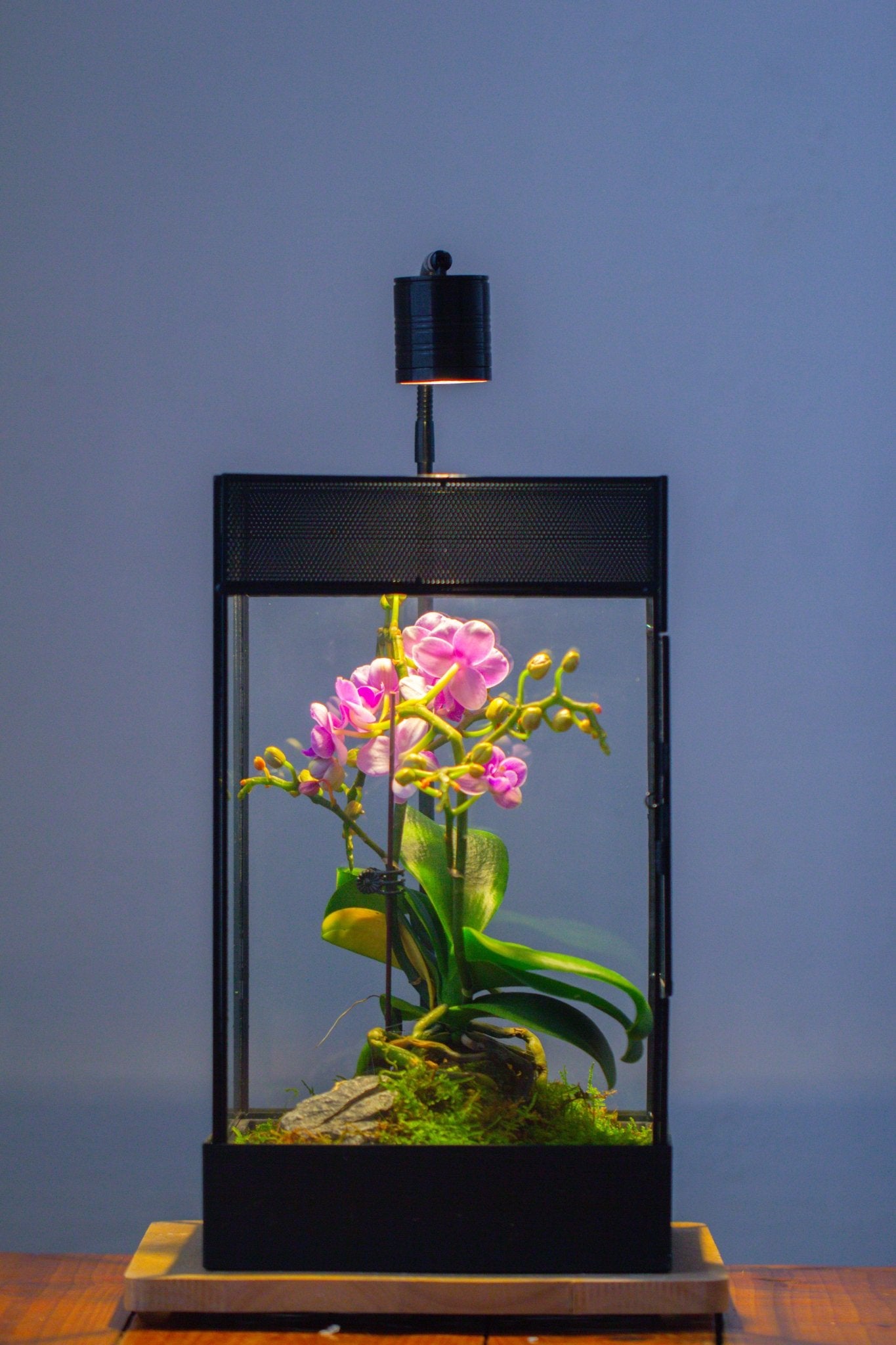 8x8x12 inches Large Handmade Glass Geometric Terrarium with Side Vent, for large insects - NCYPgarden