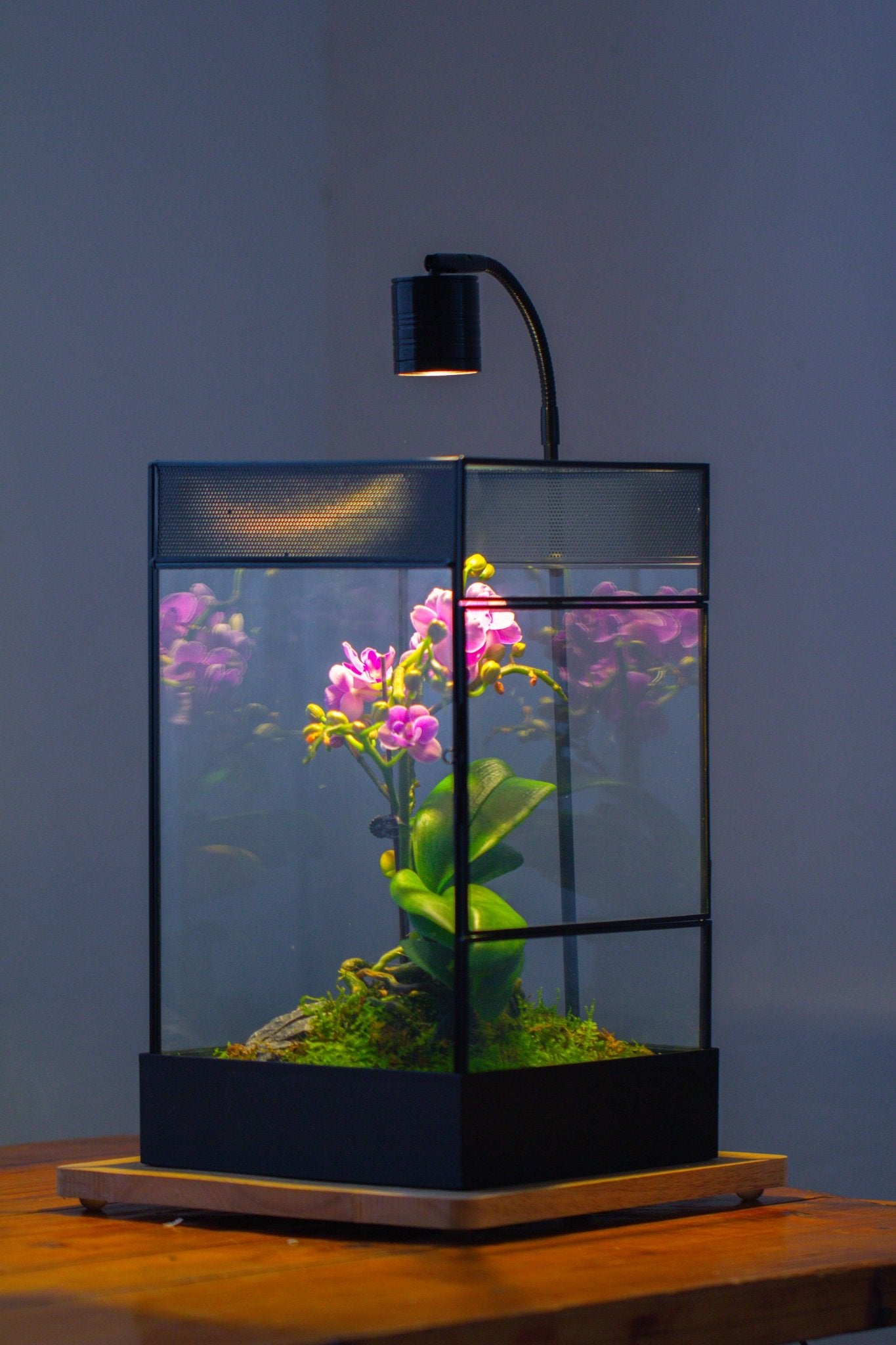 8x8x12 inches Large Handmade Glass Geometric Terrarium with Side Vent, for large insects - NCYPgarden