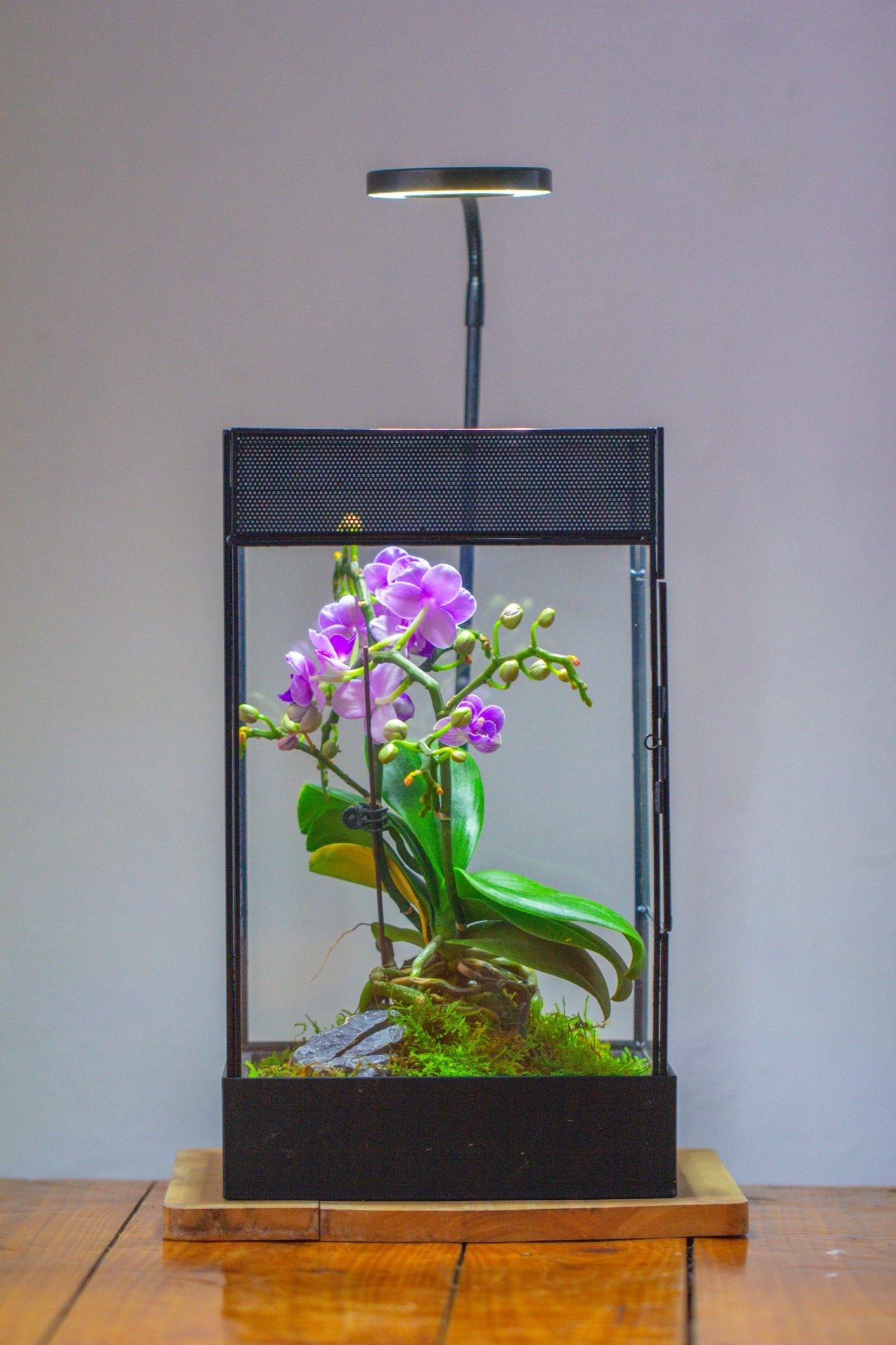 8x8x12 inches Large Handmade Glass Geometric Terrarium with Side Vent, for large insects - NCYPgarden