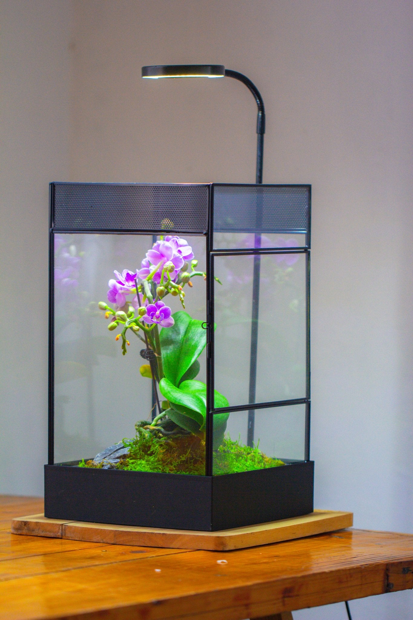 8x8x12 inches Large Handmade Glass Geometric Terrarium with Side Vent, for large insects - NCYPgarden