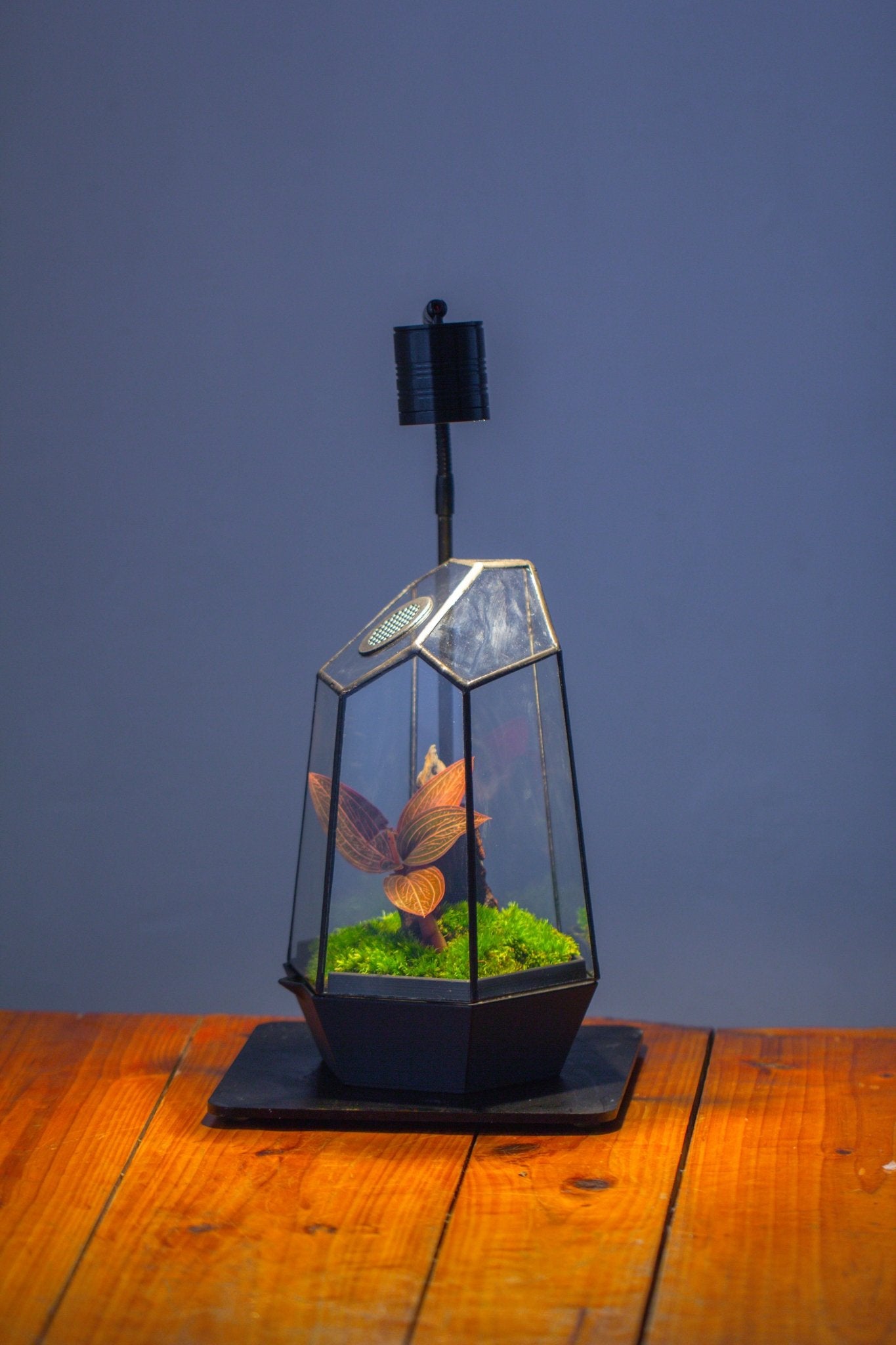 Self - Contained Close Geometric GlassTerrarium with top vent with Waterproof Base, for Moss, Sundew and Venus Flytrap - NCYPgarden