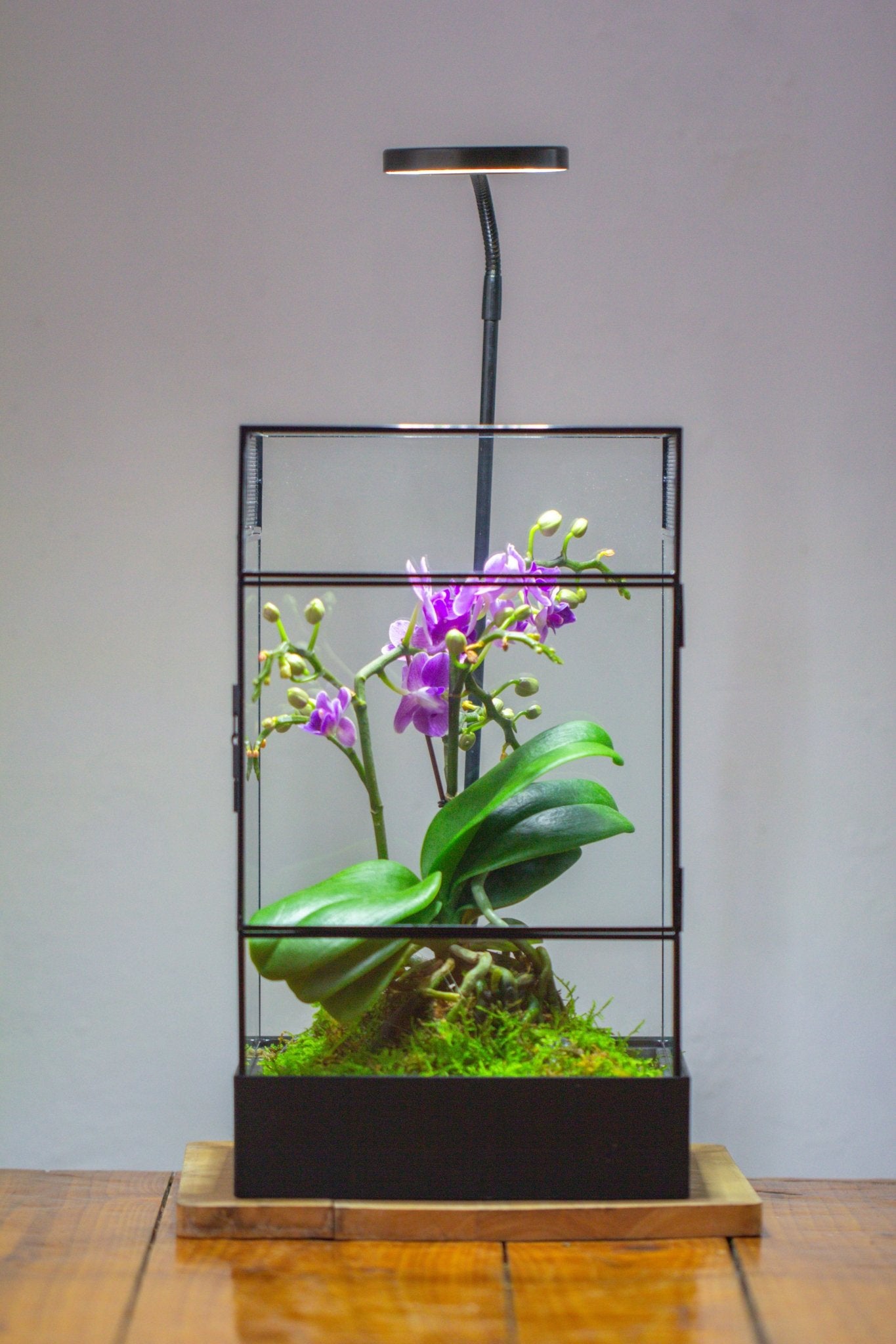 8x8x12 inches Large Handmade Glass Geometric Terrarium with Side Vent, for large insects - NCYPgarden