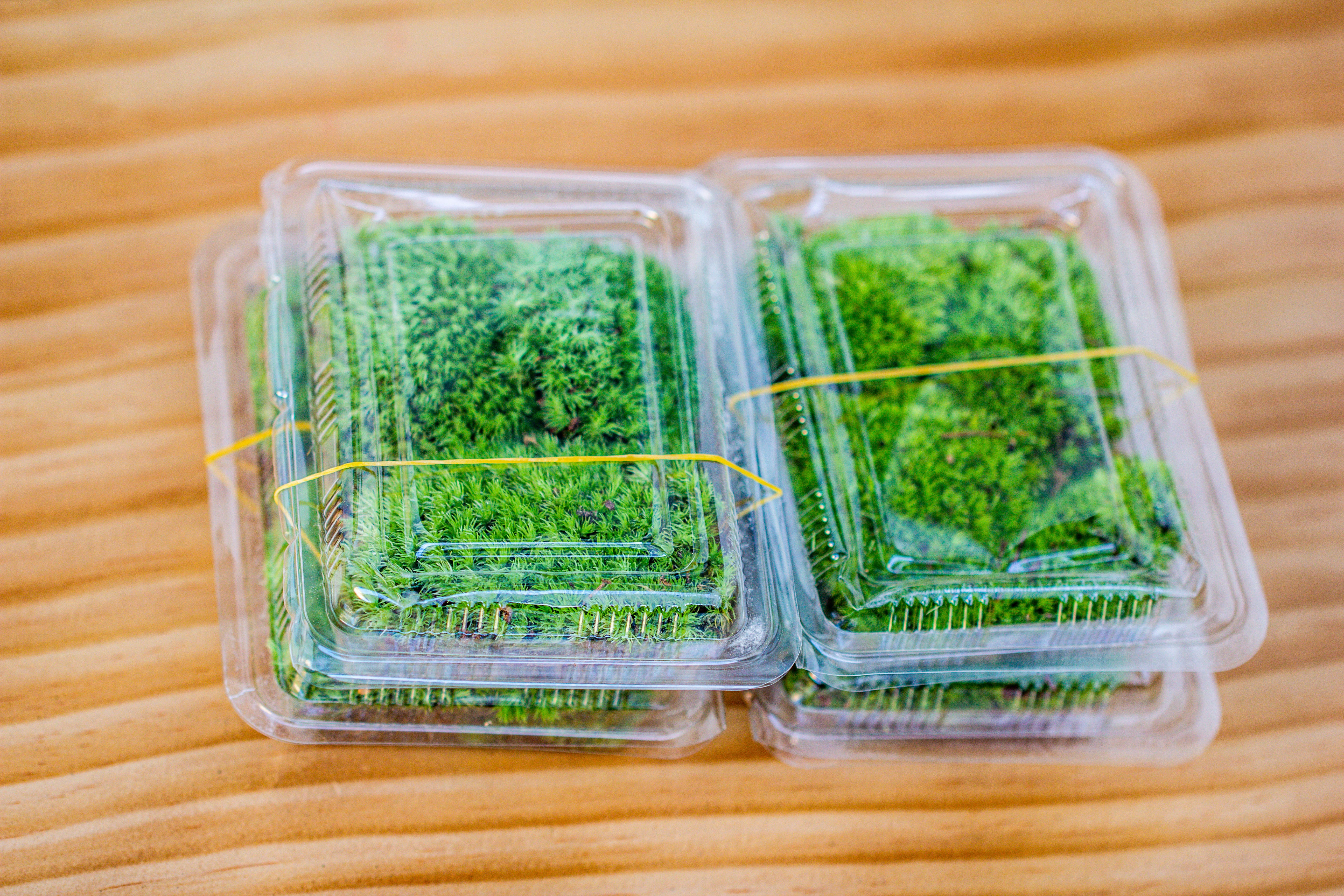 20x30cm  multiple pieces Live dry Leucobryum moss, cushion moss will regreen, for terrarium, micro landscape - NCYPgarden