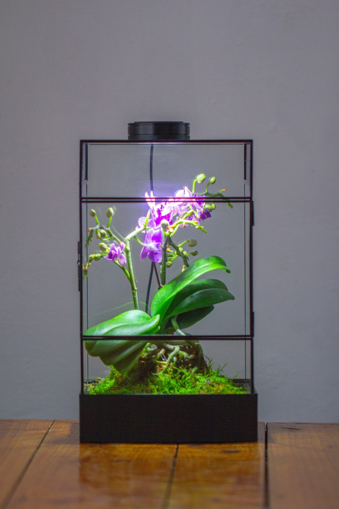 8x8x12 inches Large Handmade Glass Geometric Terrarium with Side Vent, for large insects - NCYPgarden