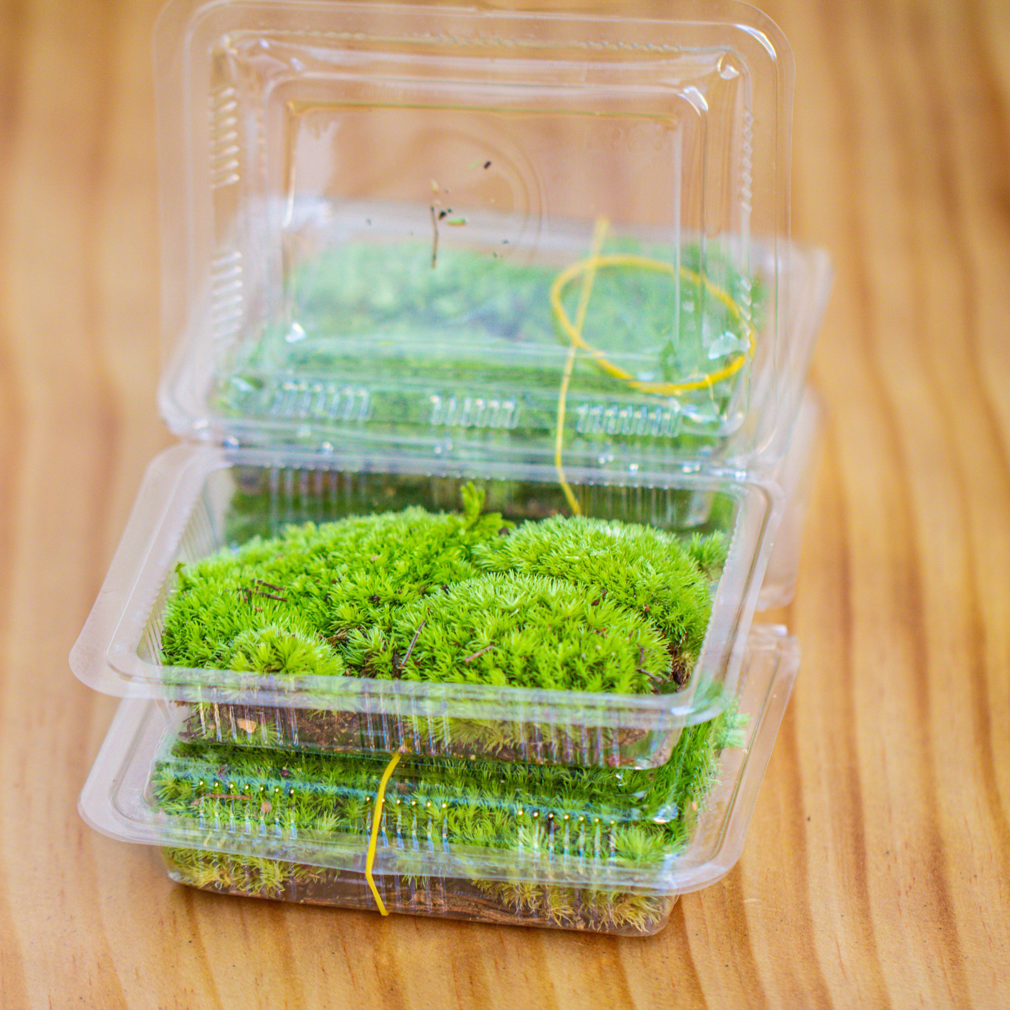 Glass Tank with lid Grow Light DIY set for Moss and Flytrap, Sundew - NCYPgarden