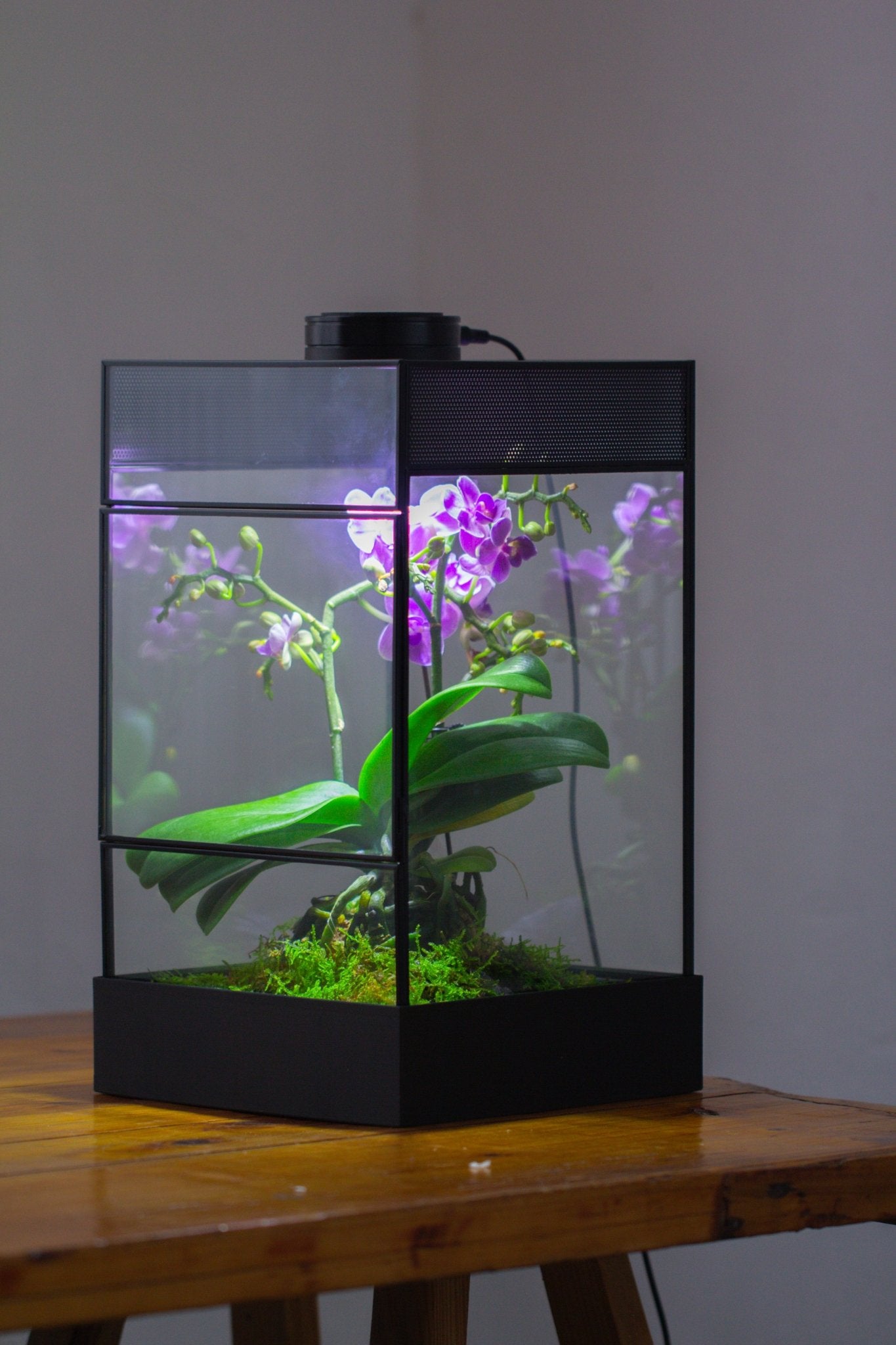 8x8x12 inches Large Handmade Glass Geometric Terrarium with Side Vent, for large insects - NCYPgarden