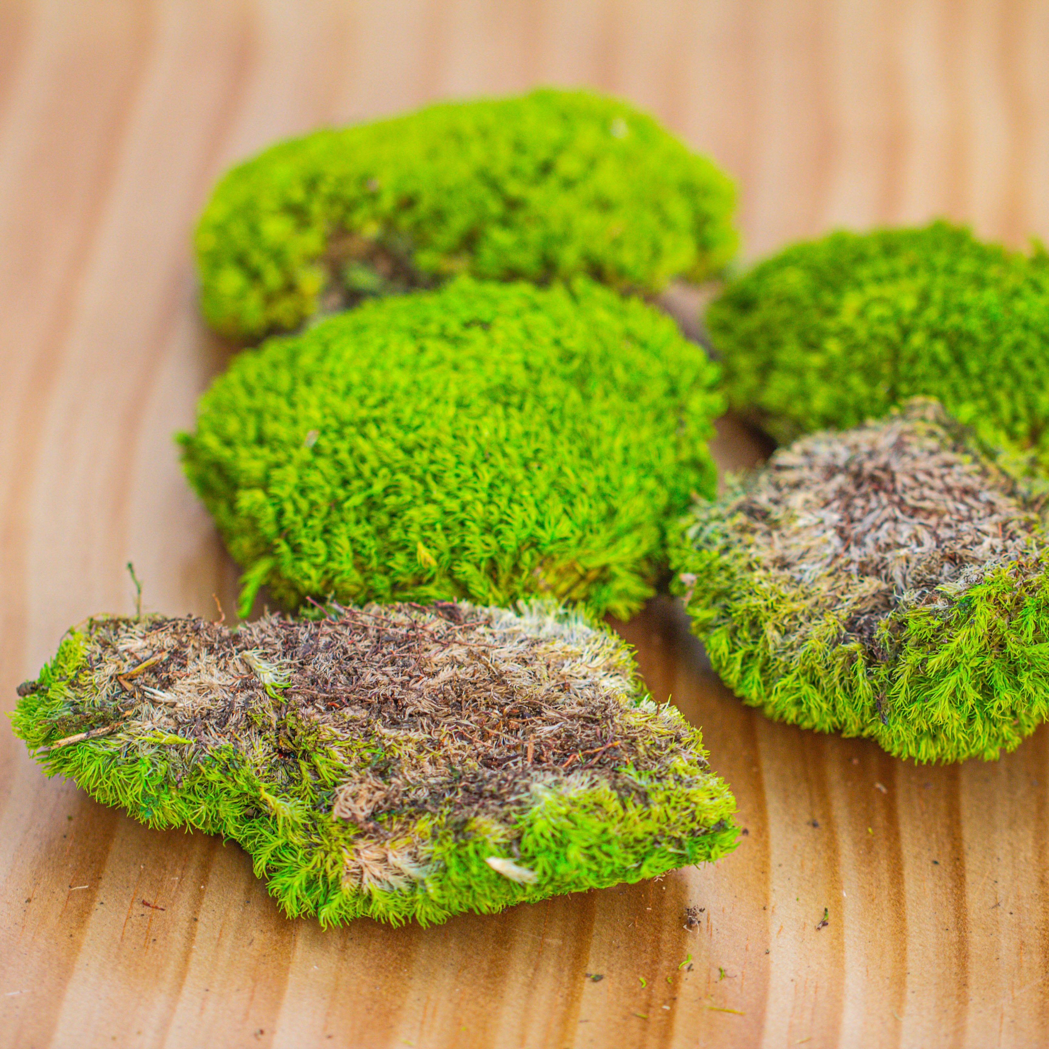 Preserved forever Leucobryum moss cushion moss , natural Green 20x50cm, for DIY moss terrarium, miniature, centerpiece, micro landscape, no maintenence - NCYPgarden