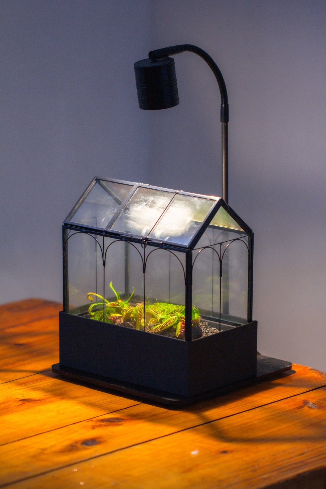 8" Vintage Greenhouse Glass Terrarium with Water - Holding Base and Top Door - NCYPgarden