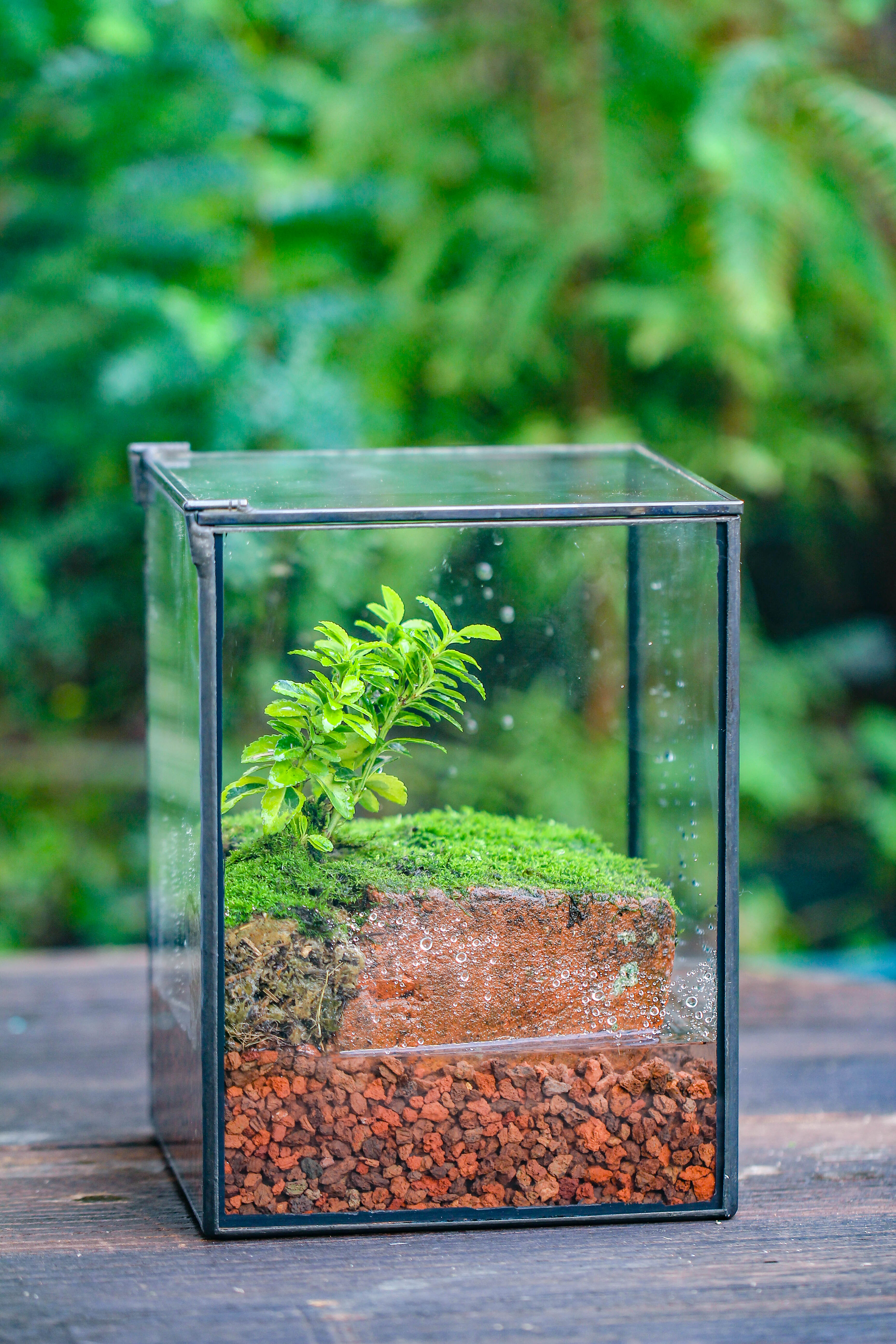 NCYP Watertight Close Geometric Glass Tin Terrarium, for small waterpond, moss landscape, Live Miniature, water pond, miniature - NCYPgarden