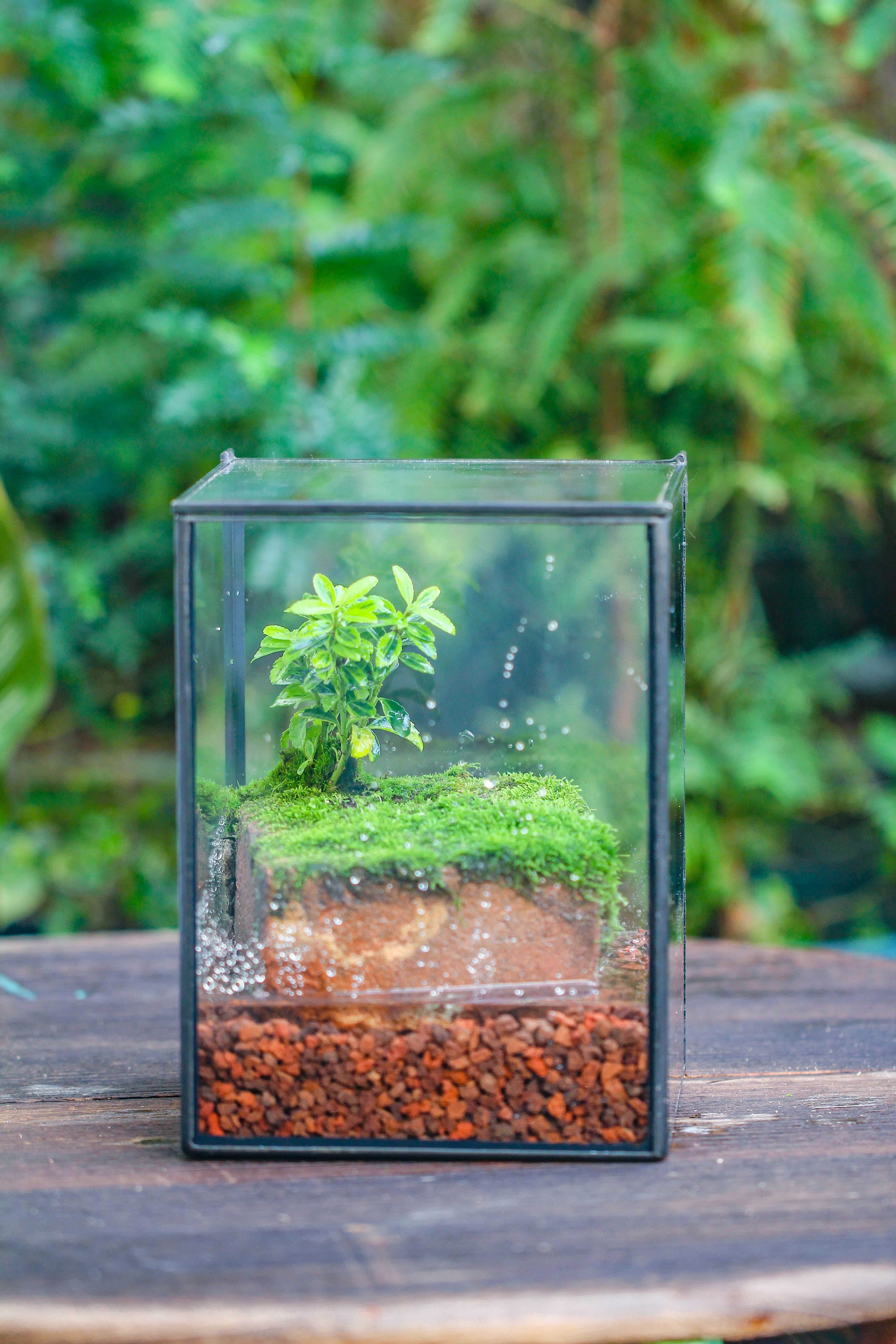 NCYP Watertight Close Geometric Glass Tin Terrarium, for small waterpond, moss landscape, Live Miniature, water pond, miniature - NCYPgarden