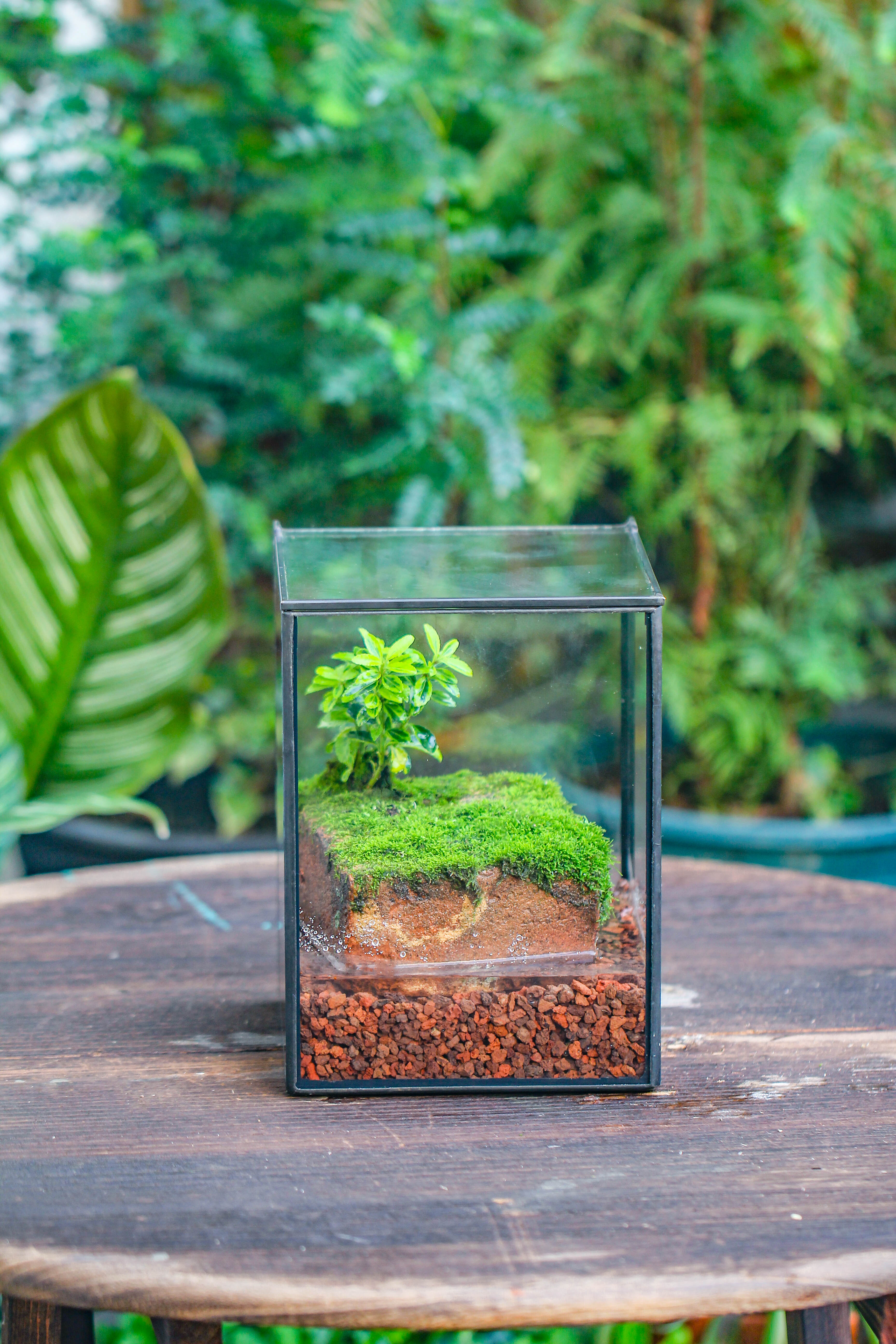 NCYP Watertight Close Geometric Glass Tin Terrarium, for small waterpond, moss landscape, Live Miniature, water pond, miniature - NCYPgarden
