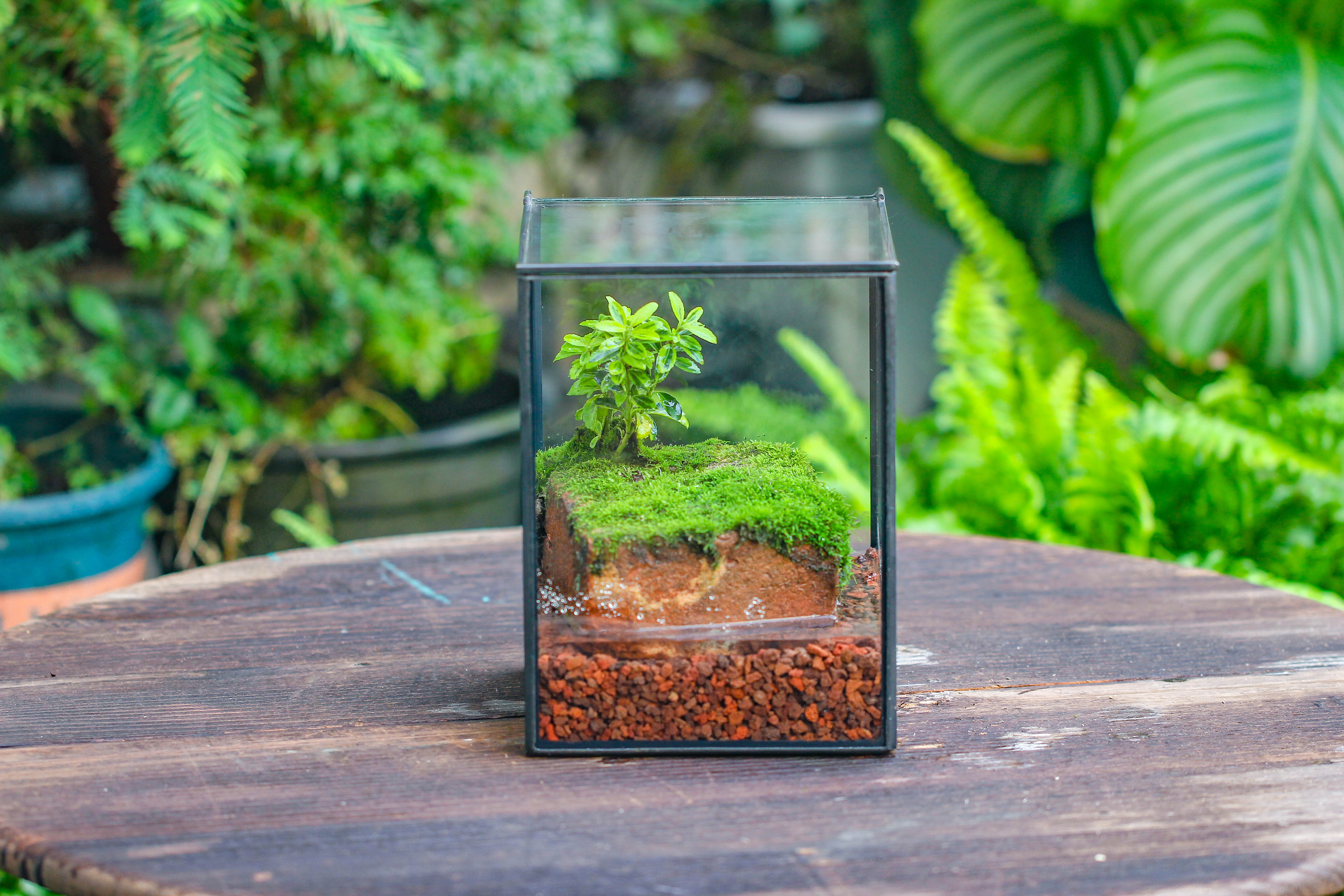 NCYP Watertight Close Geometric Glass Tin Terrarium, for small waterpond, moss landscape, Live Miniature, water pond, miniature - NCYPgarden