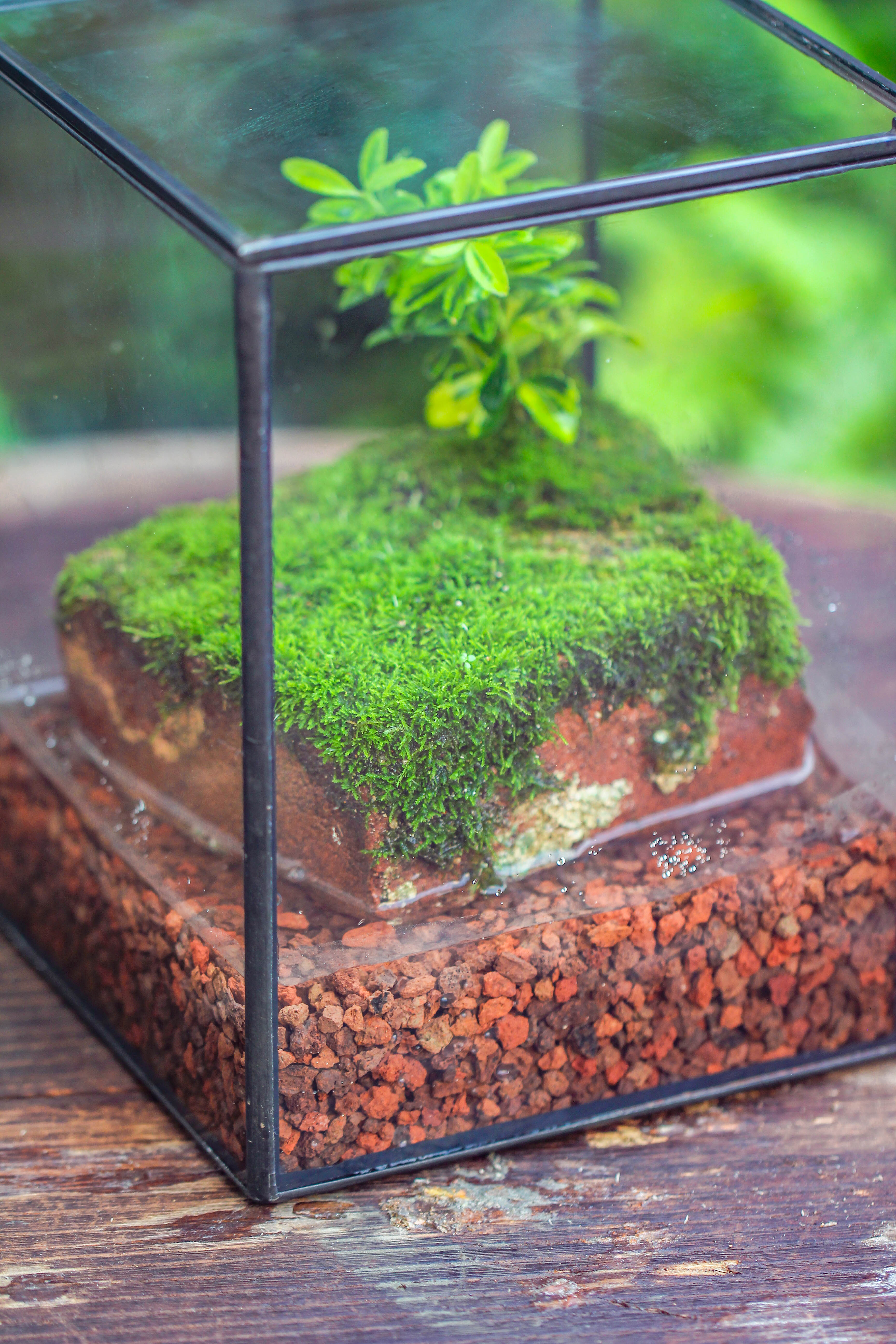 NCYP Watertight Close Geometric Glass Tin Terrarium, for small waterpond, moss landscape, Live Miniature, water pond, miniature - NCYPgarden