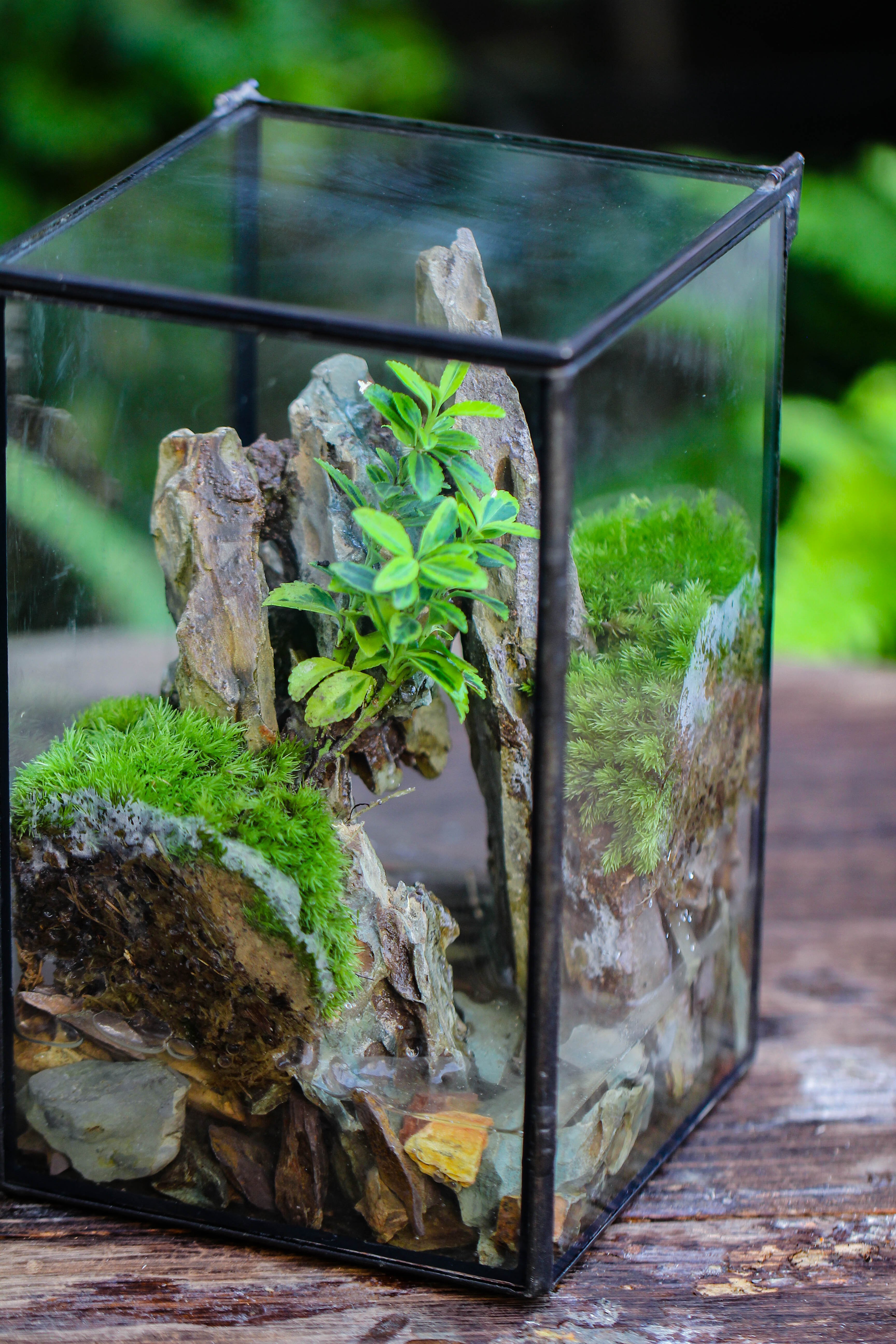 NCYP Watertight Close Geometric Glass Tin Terrarium, for small waterpond, moss landscape, Live Miniature, water pond, miniature - NCYPgarden