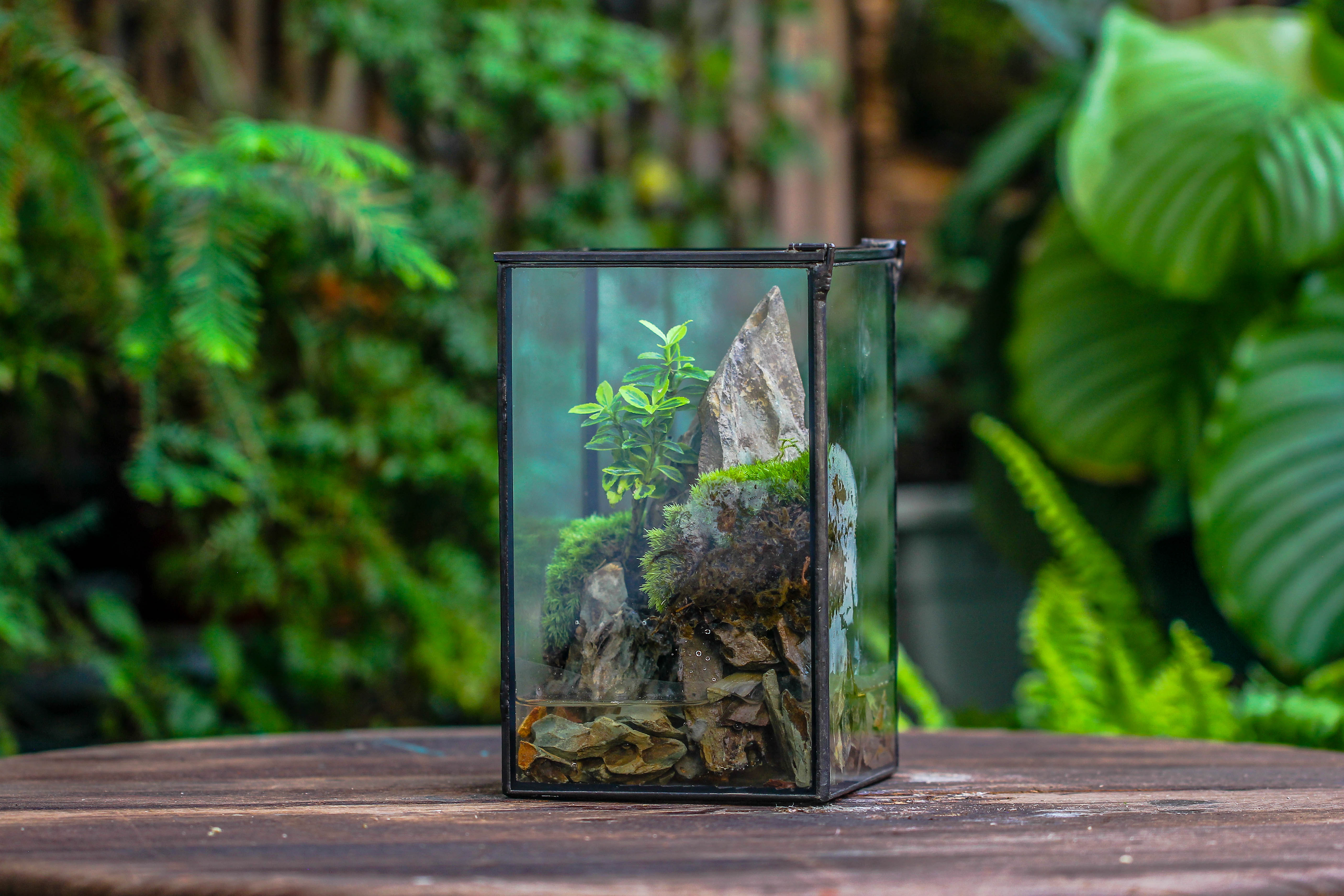NCYP Watertight Close Geometric Glass Tin Terrarium, for small waterpond, moss landscape, Live Miniature, water pond, miniature - NCYPgarden