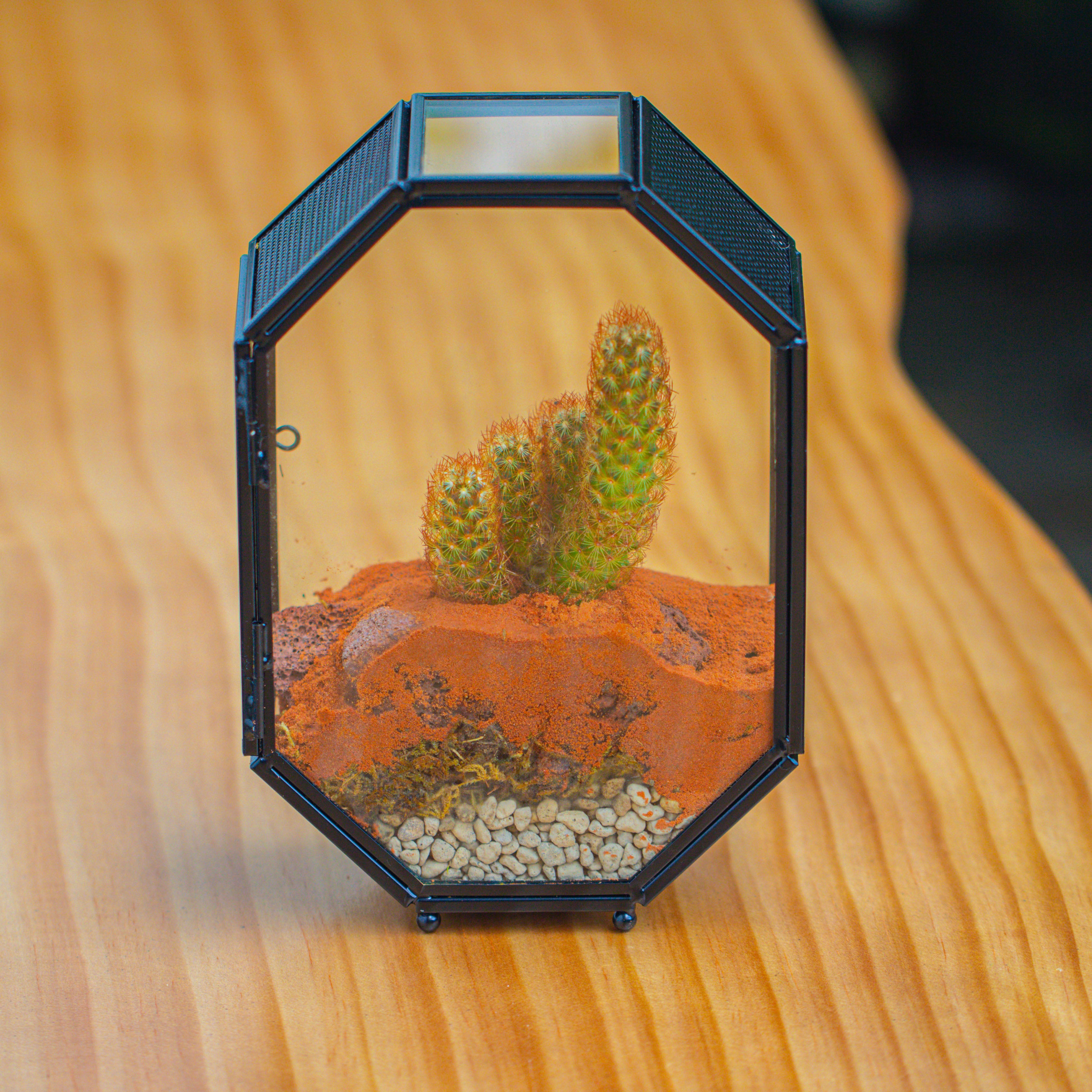 Mini 5x7 inches Octagon Shape Glass Geometric Terrarium Enclosure with Side Vent  for Small Insect, Jumping Spider - NCYPgarden