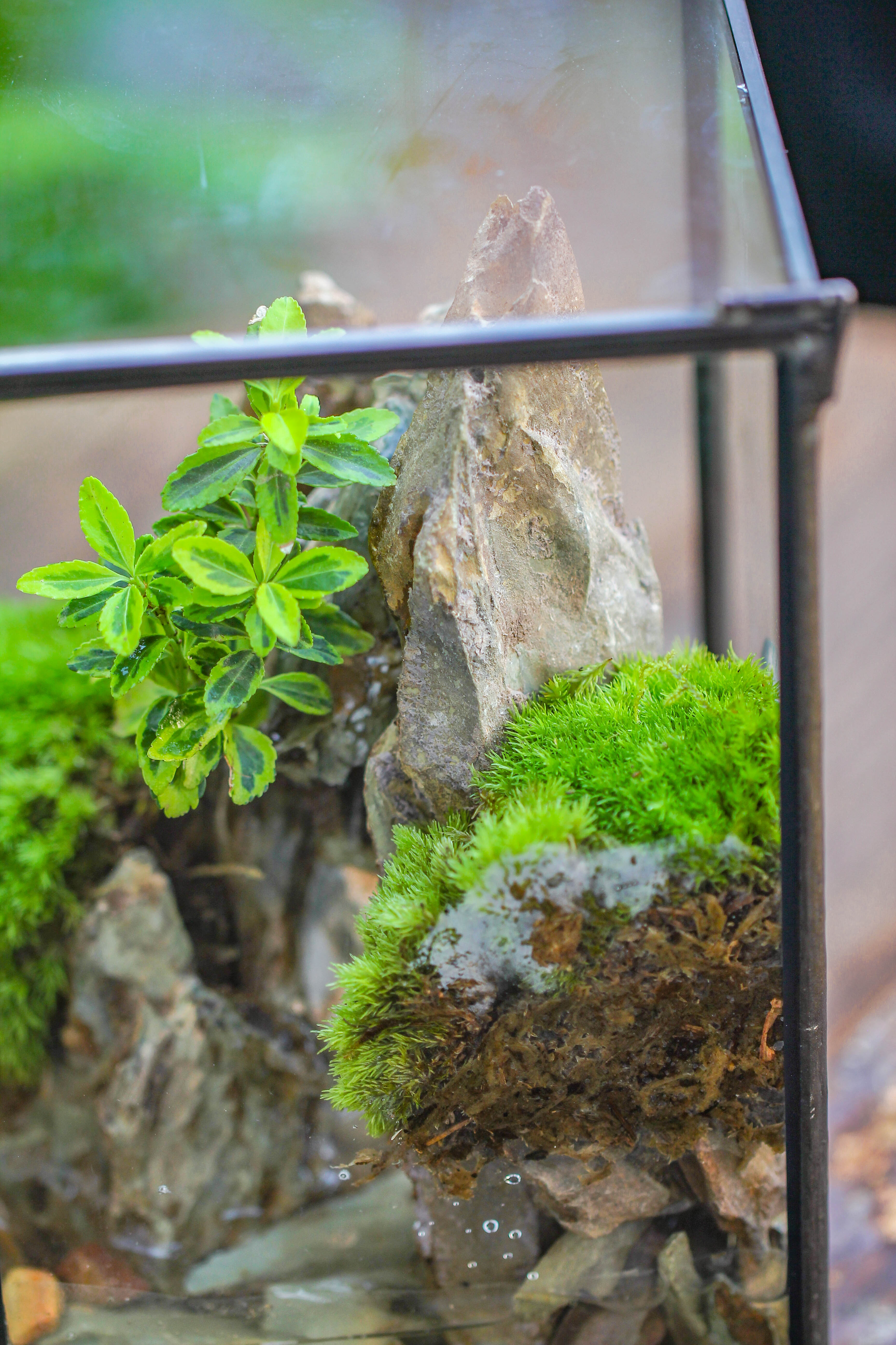 NCYP Watertight Close Geometric Glass Tin Terrarium, for small waterpond, moss landscape, Live Miniature, water pond, miniature - NCYPgarden