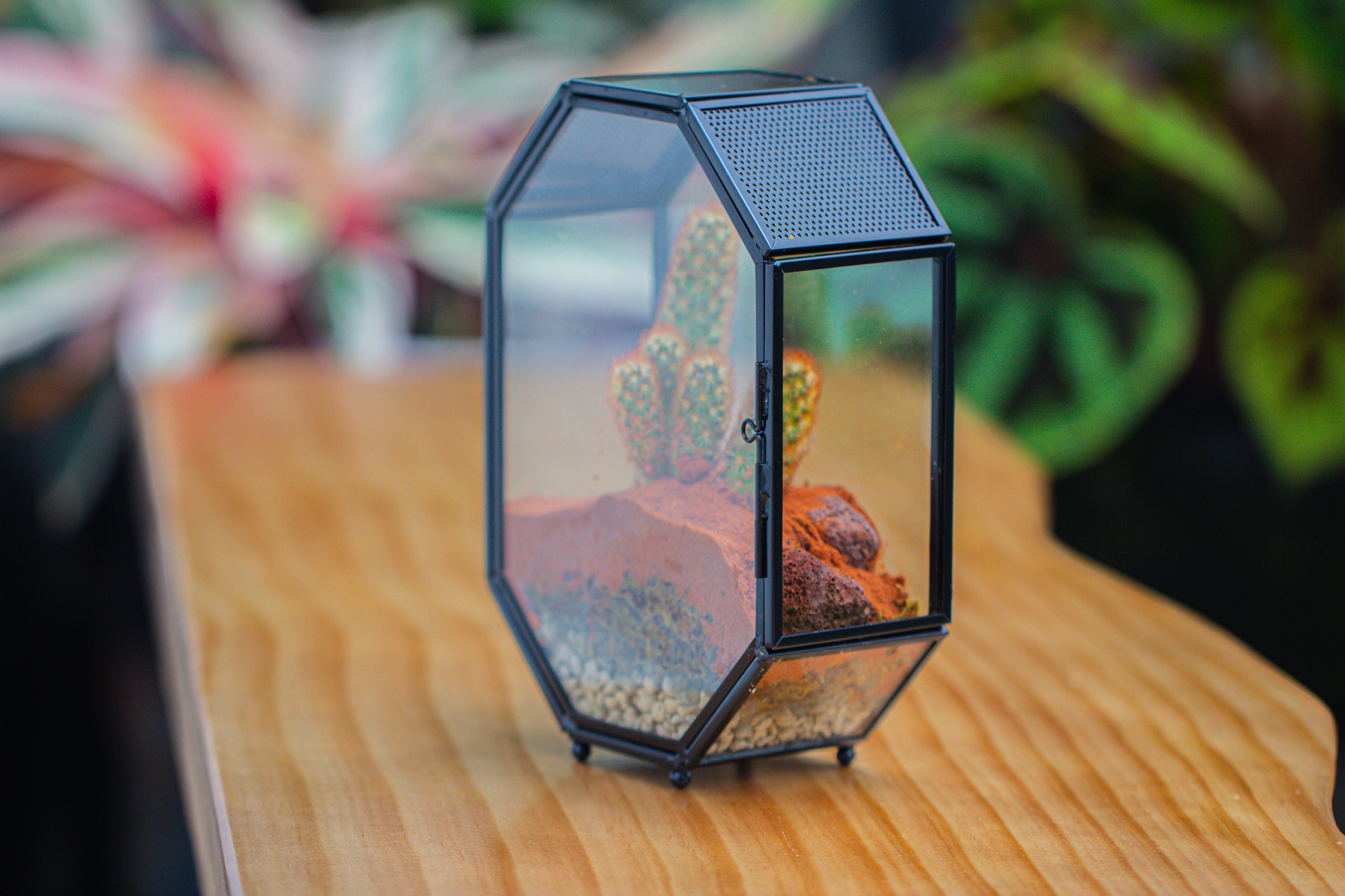 Mini 5x7 inches Octagon Shape Glass Geometric Terrarium Enclosure with Side Vent  for Small Insect, Jumping Spider - NCYPgarden