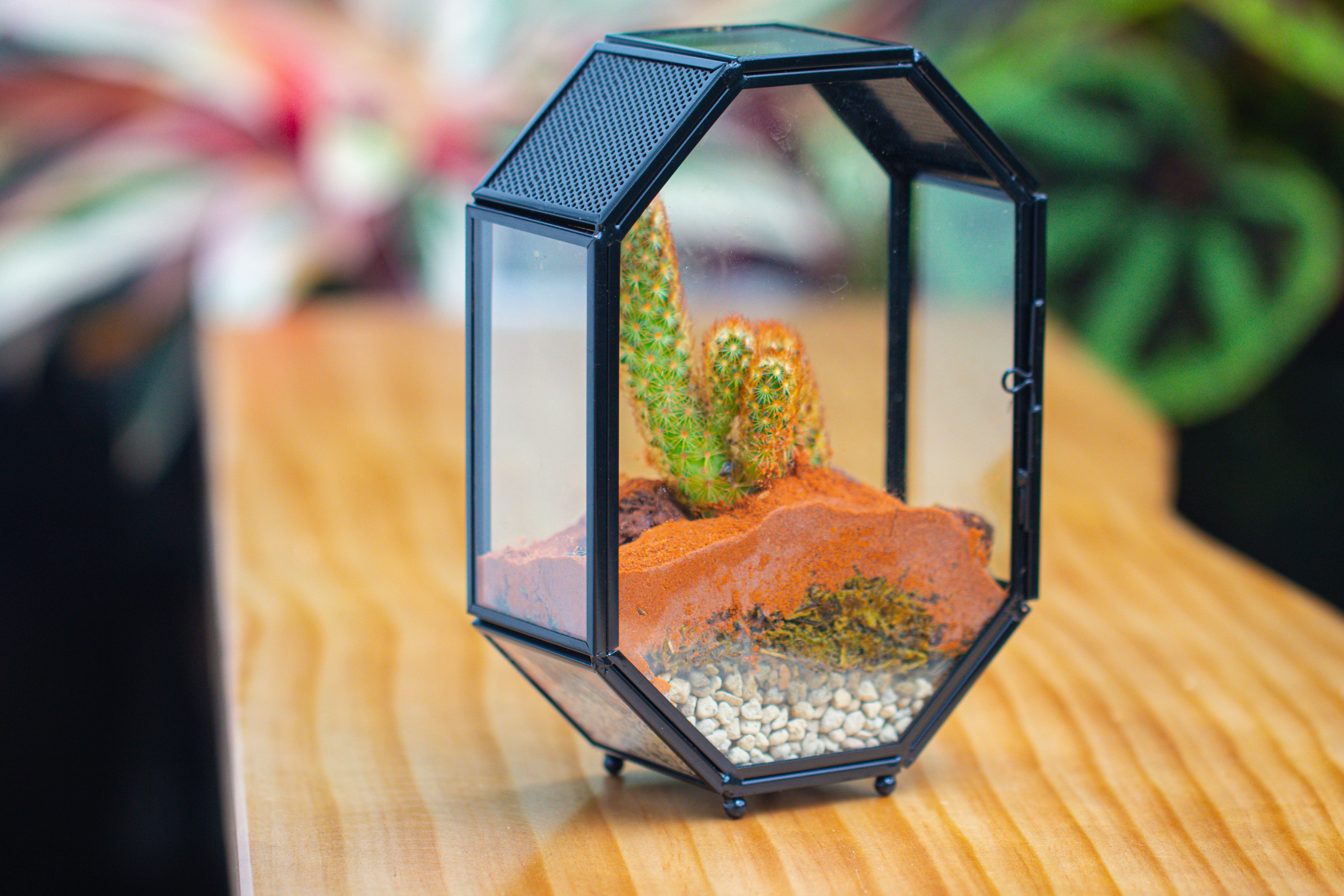 Mini 5x7 inches Octagon Shape Glass Geometric Terrarium Enclosure with Side Vent  for Small Insect, Jumping Spider - NCYPgarden
