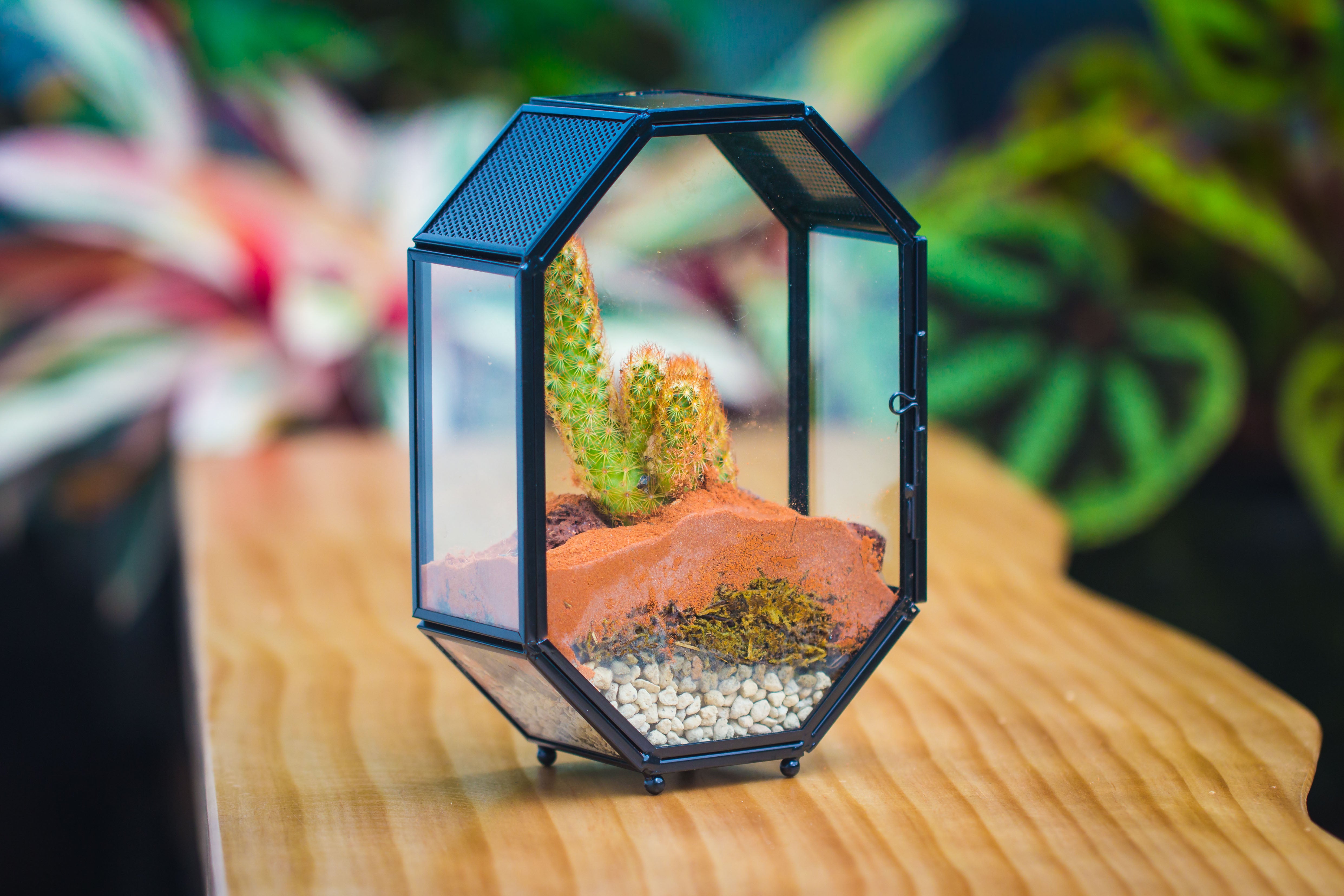 Mini 5x7 inches Octagon Shape Glass Geometric Terrarium Enclosure with Side Vent  for Small Insect, Jumping Spider - NCYPgarden
