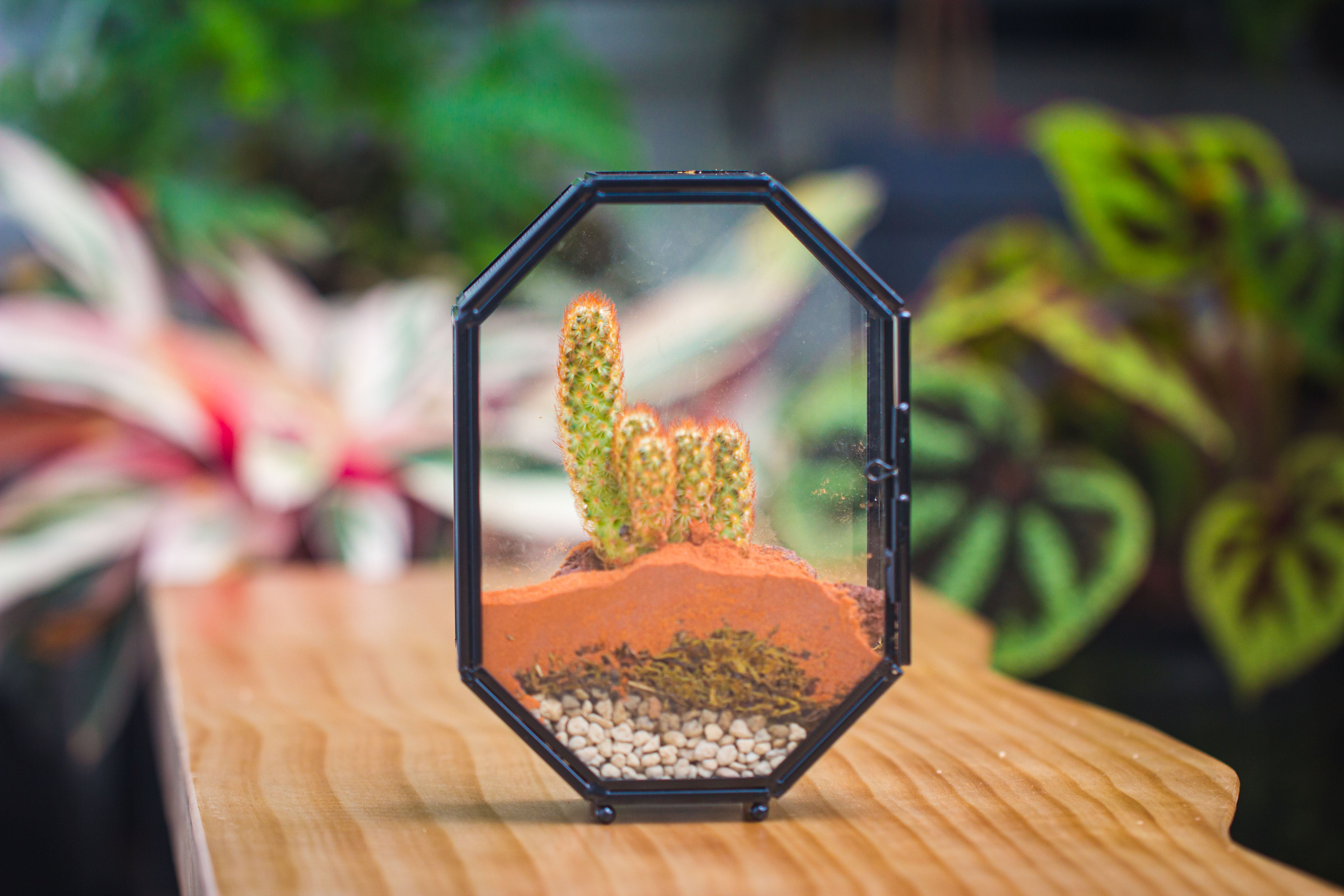 Mini 5x7 inches Octagon Shape Glass Geometric Terrarium Enclosure with Side Vent  for Small Insect, Jumping Spider - NCYPgarden