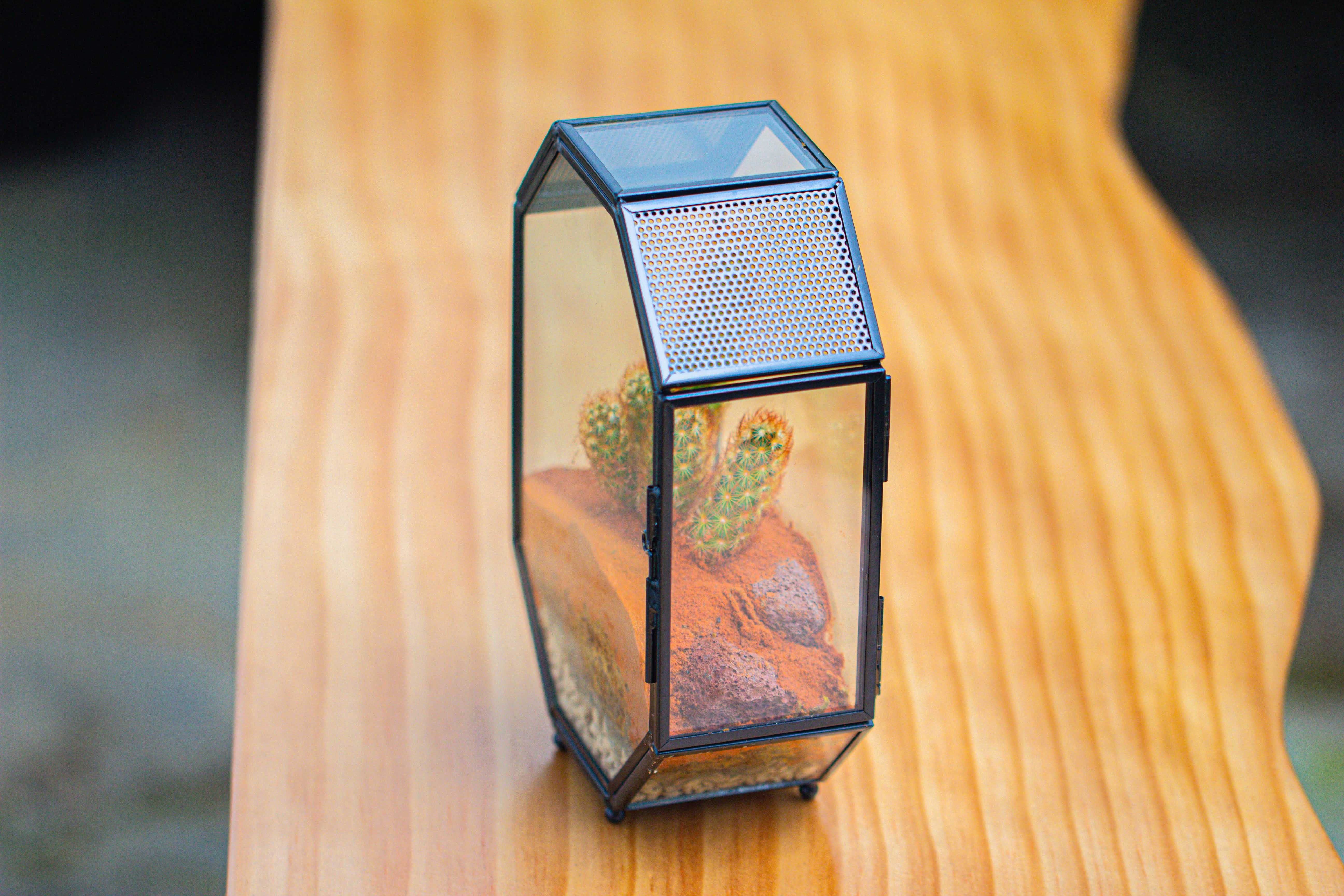 Mini 5x7 inches Octagon Shape Glass Geometric Terrarium Enclosure with Side Vent  for Small Insect, Jumping Spider - NCYPgarden