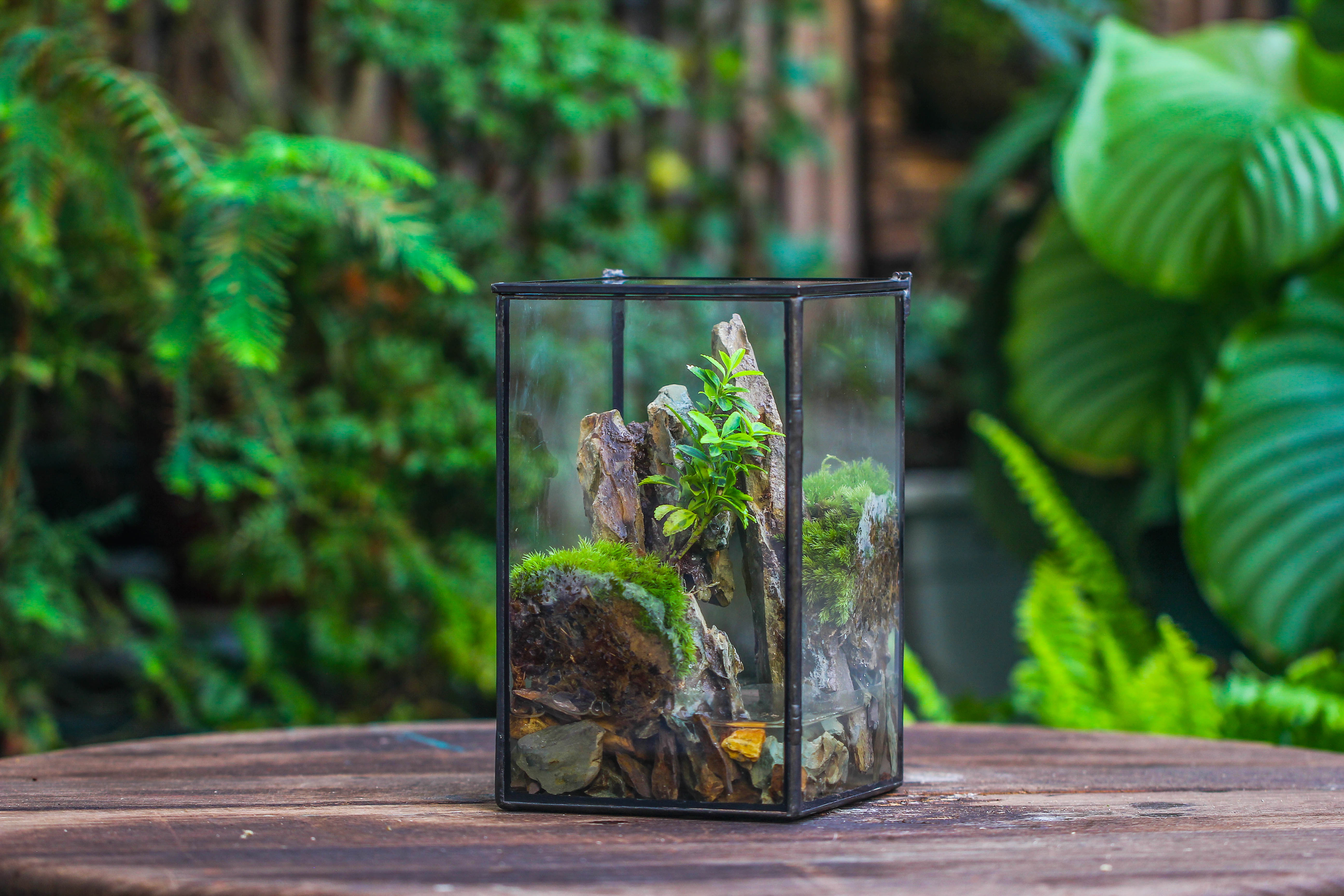 NCYP Watertight Close Geometric Glass Tin Terrarium, for small waterpond, moss landscape, Live Miniature, water pond, miniature - NCYPgarden