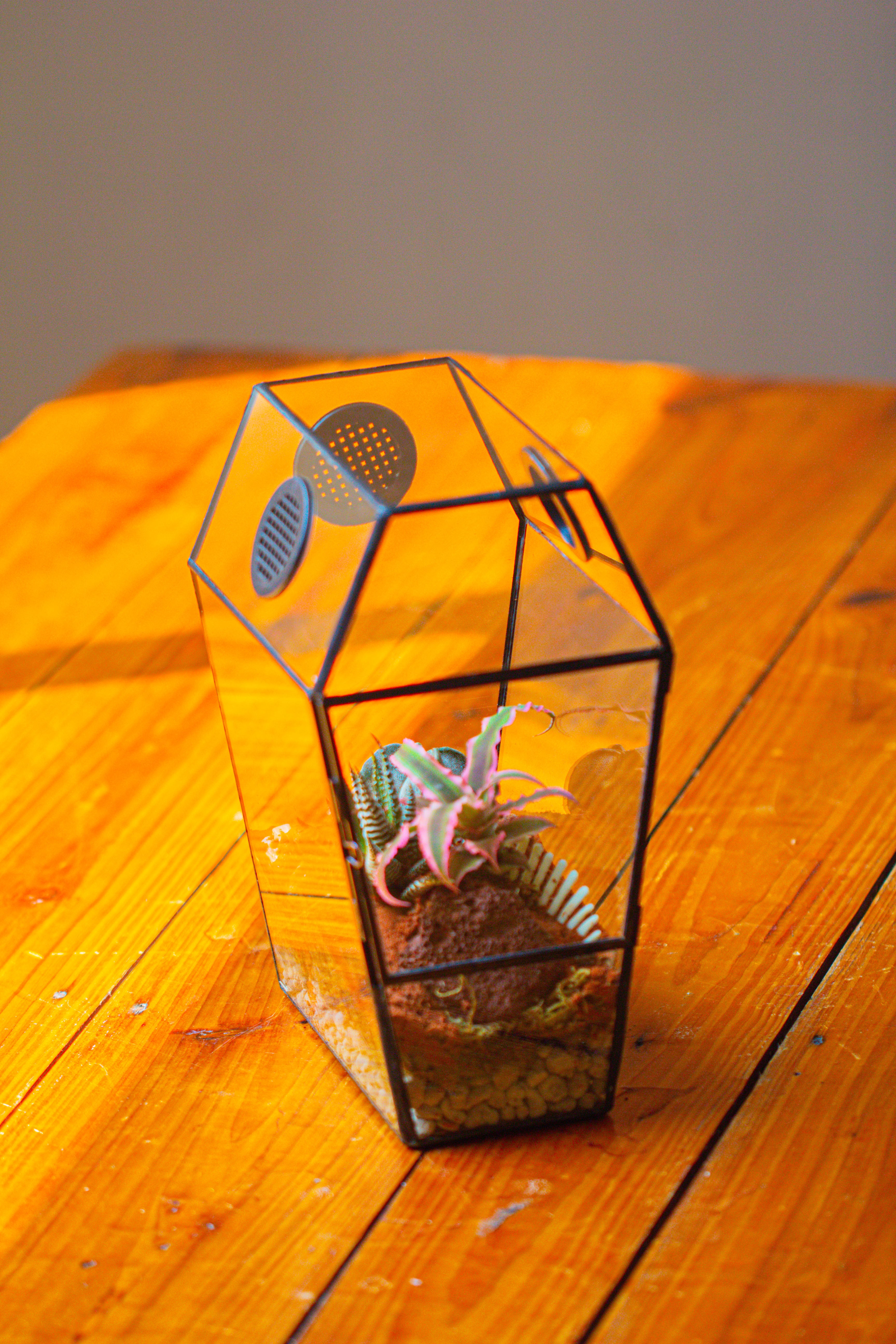 Coffin-Shaped Tin Glass Terrarium Enclosure, Gothic Style, for Jumping Spider, Insects, Snails - NCYPgarden