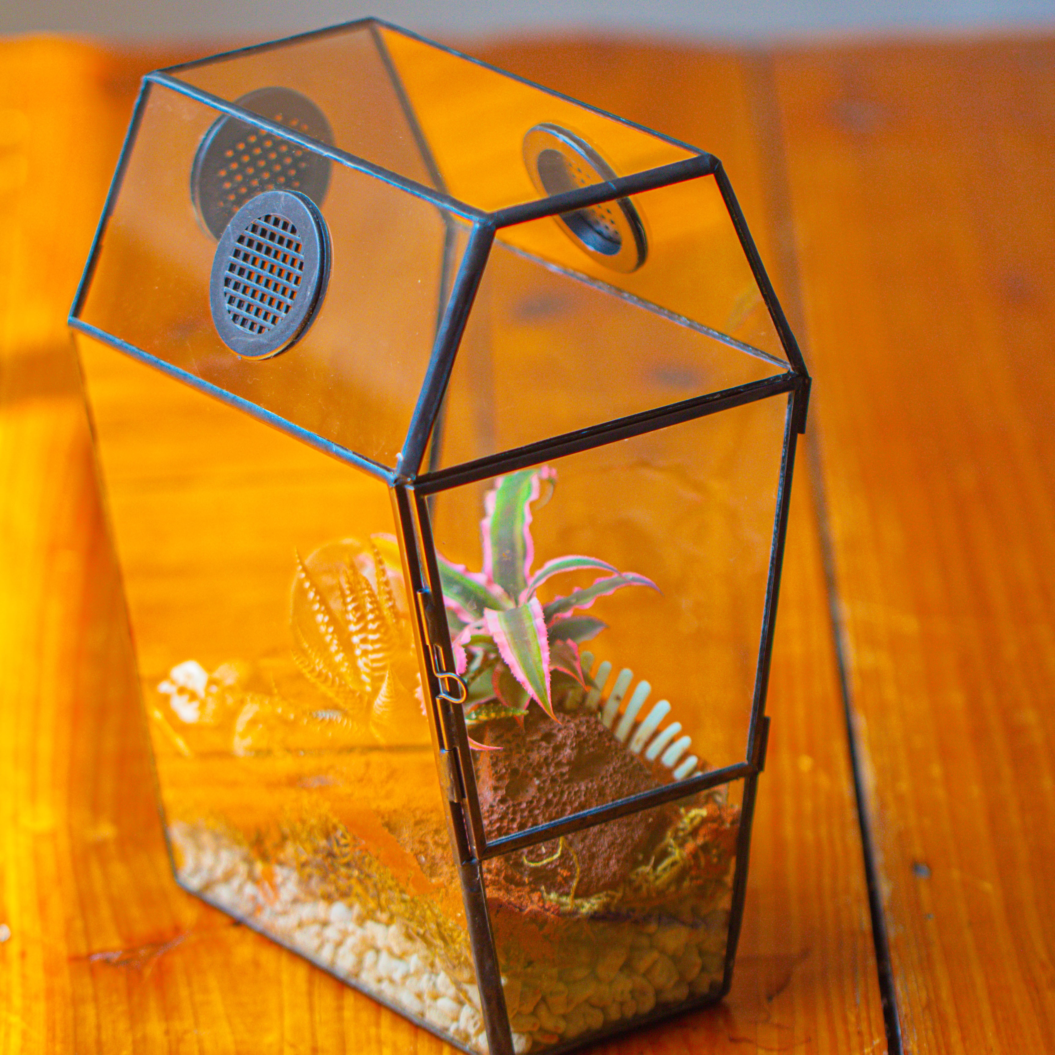 Coffin-Shaped Tin Glass Terrarium Enclosure, Gothic Style, for Jumping Spider, Insects, Snails - NCYPgarden