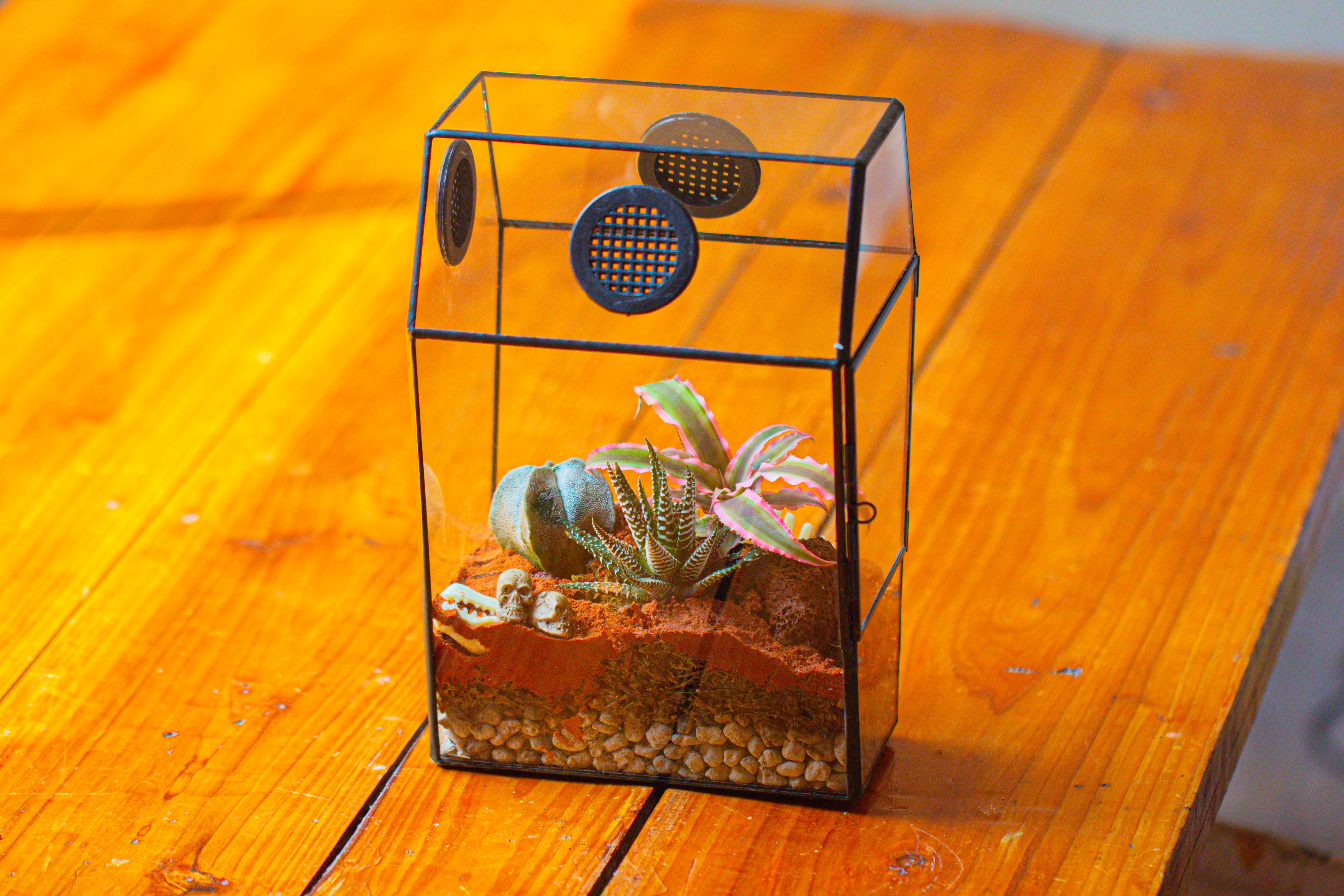 Coffin-Shaped Tin Glass Terrarium Enclosure, Gothic Style, for Jumping Spider, Insects, Snails - NCYPgarden