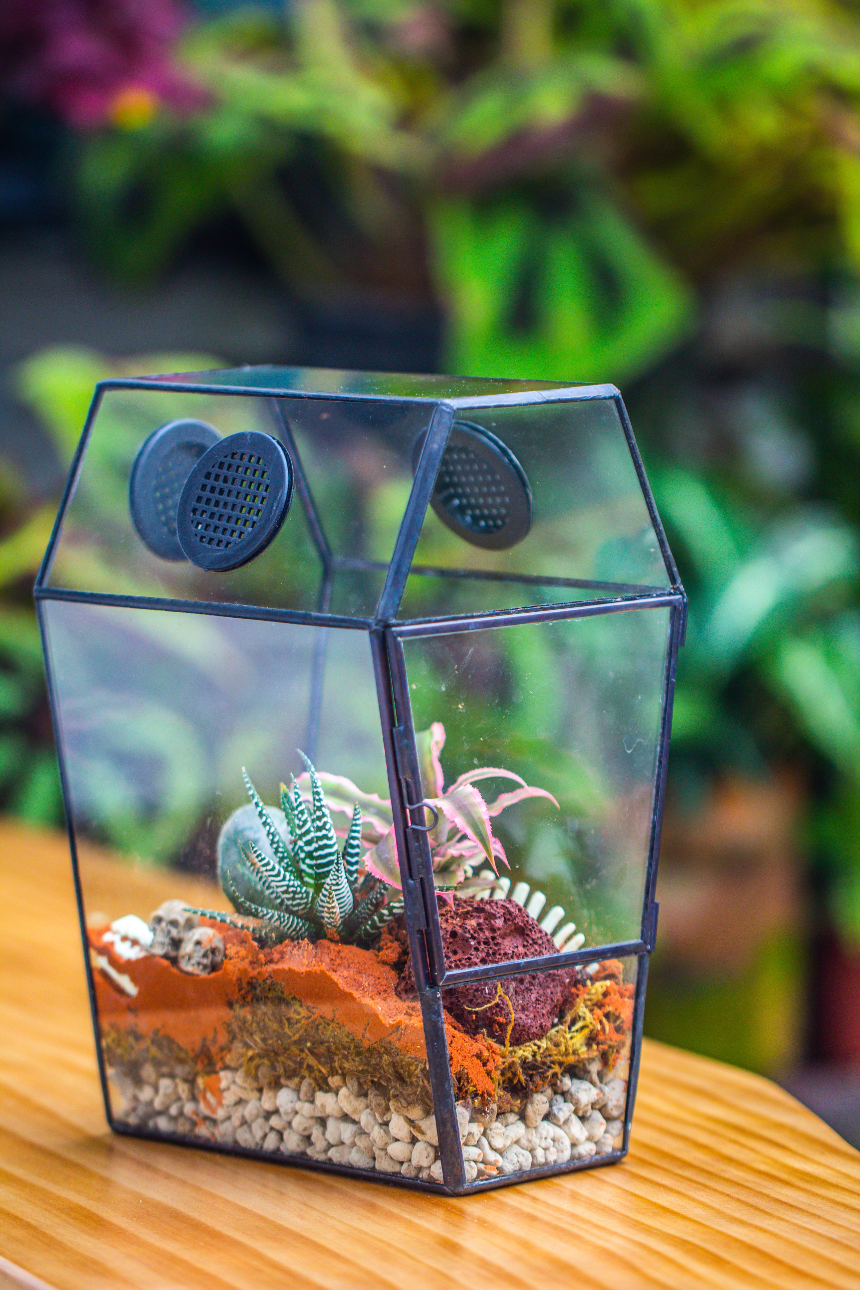 Coffin-Shaped Tin Glass Terrarium Enclosure, Gothic Style, for Jumping Spider, Insects, Snails - NCYPgarden